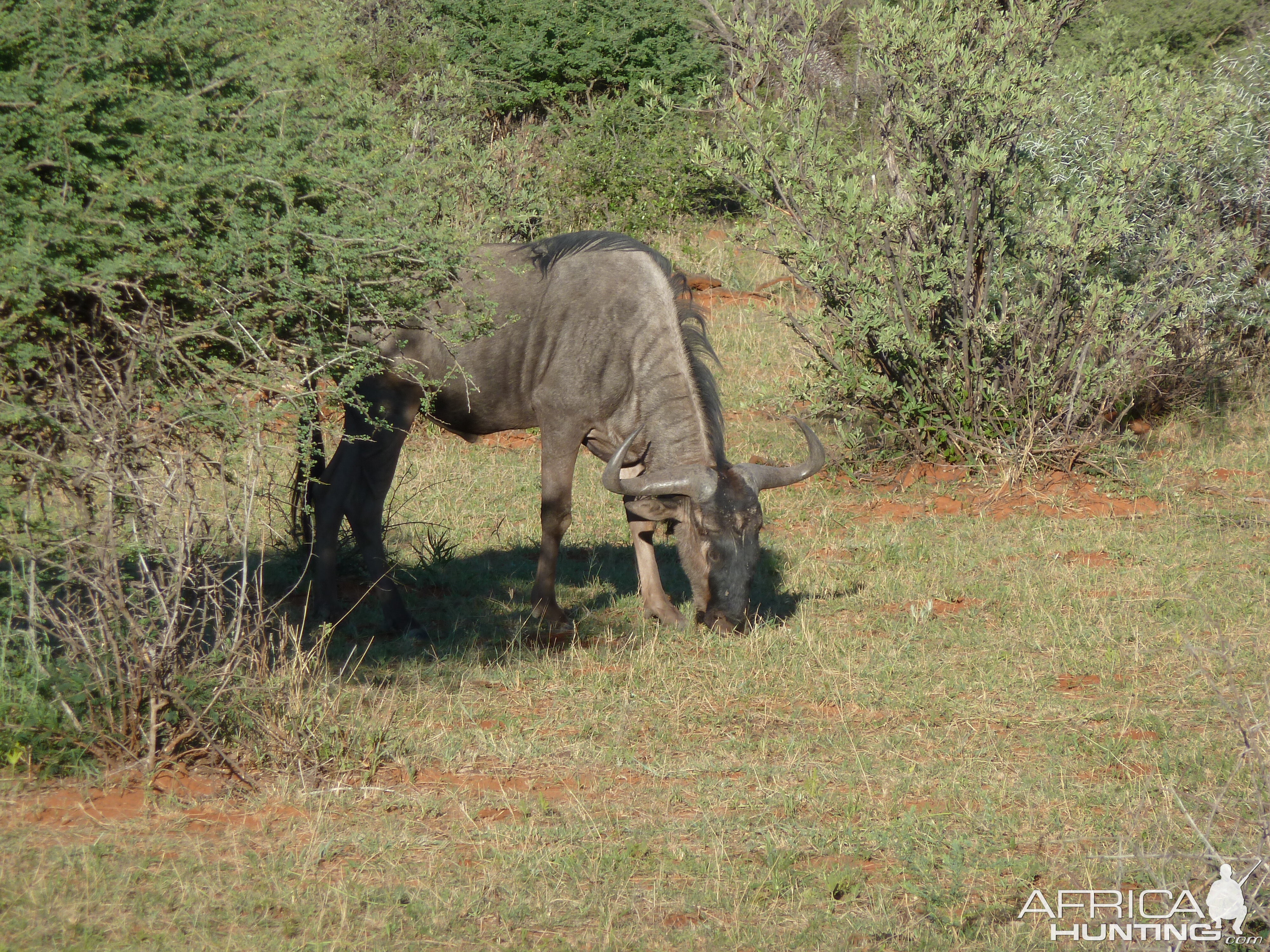 Blue Wildebeest Namibia