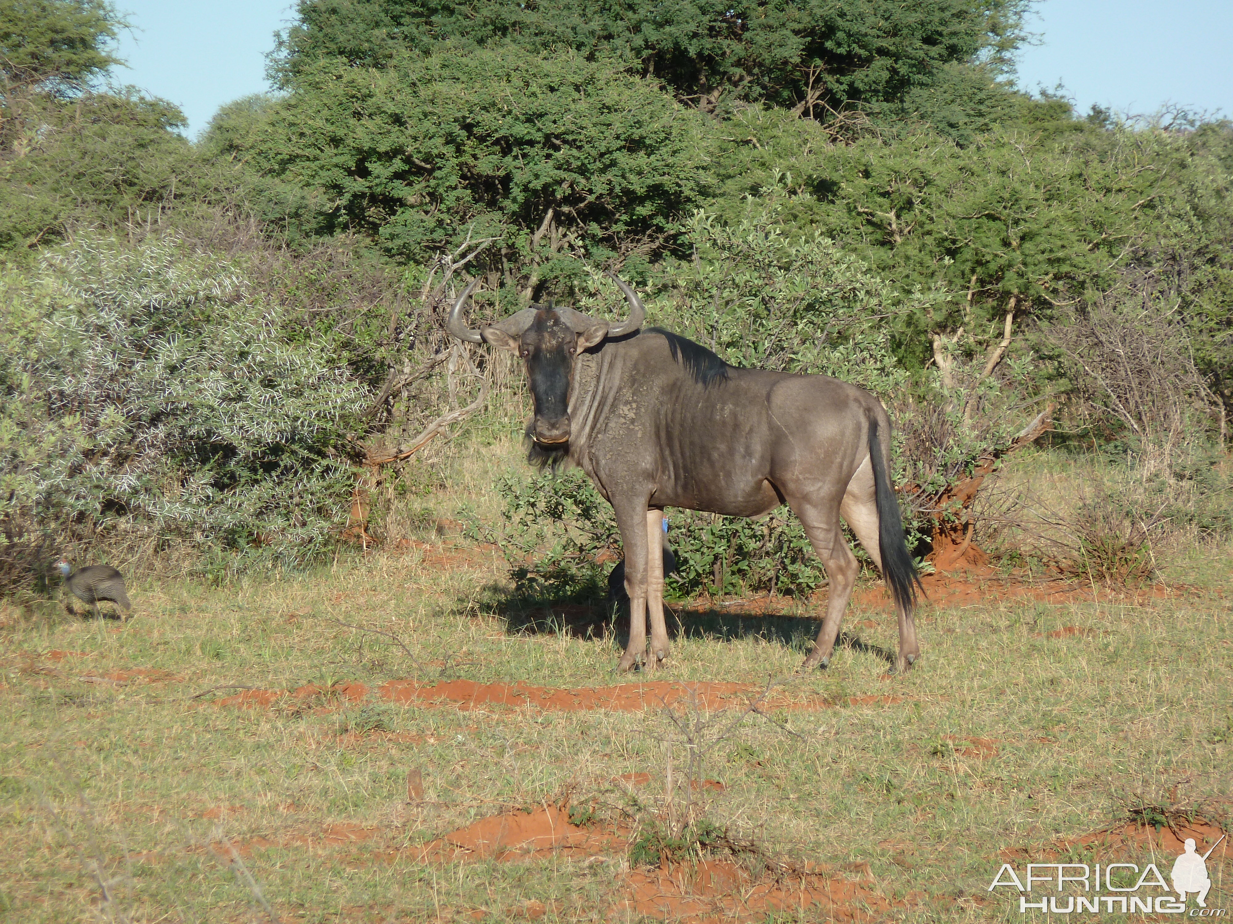 Blue Wildebeest Namibia