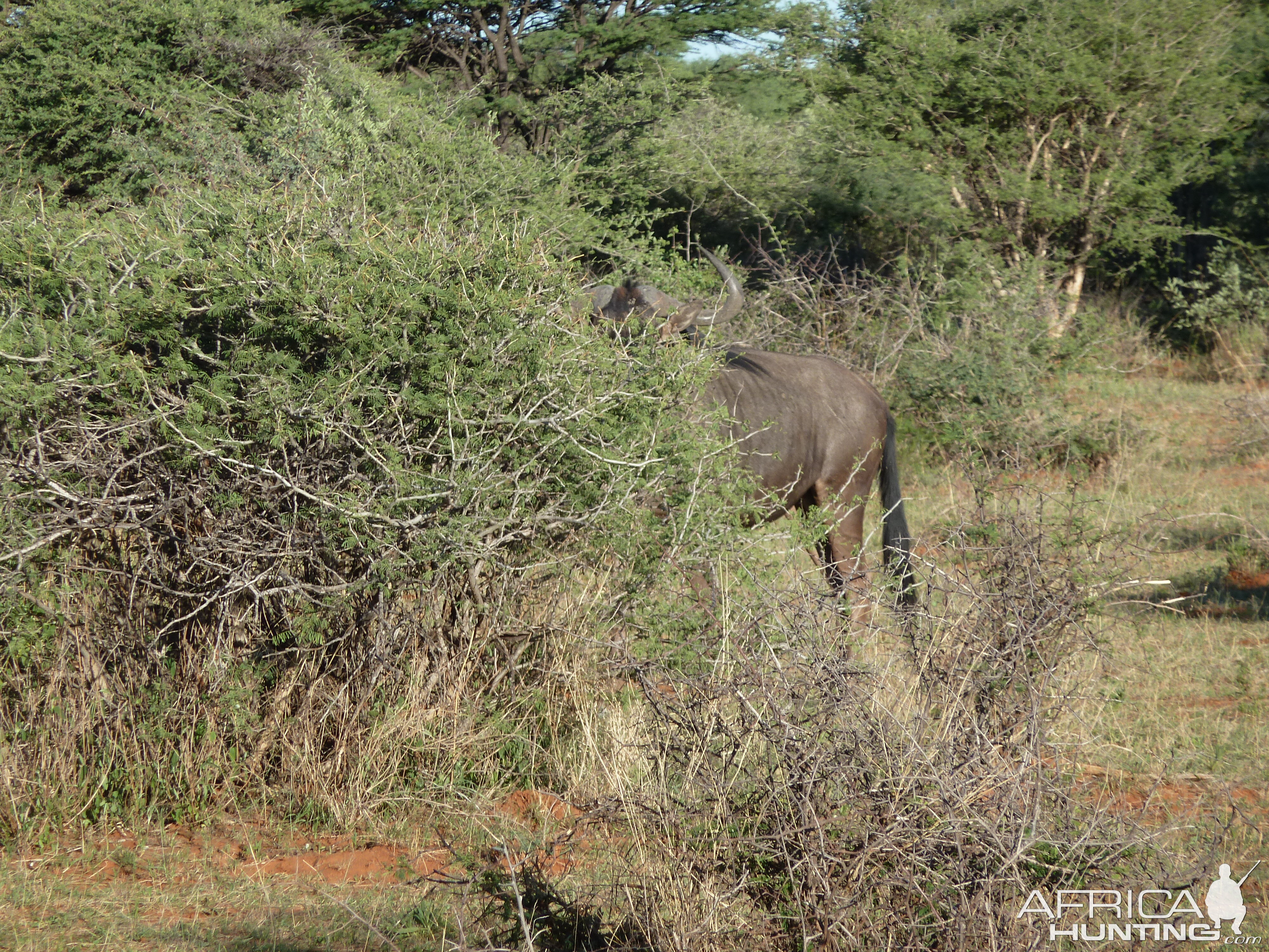 Blue Wildebeest Namibia