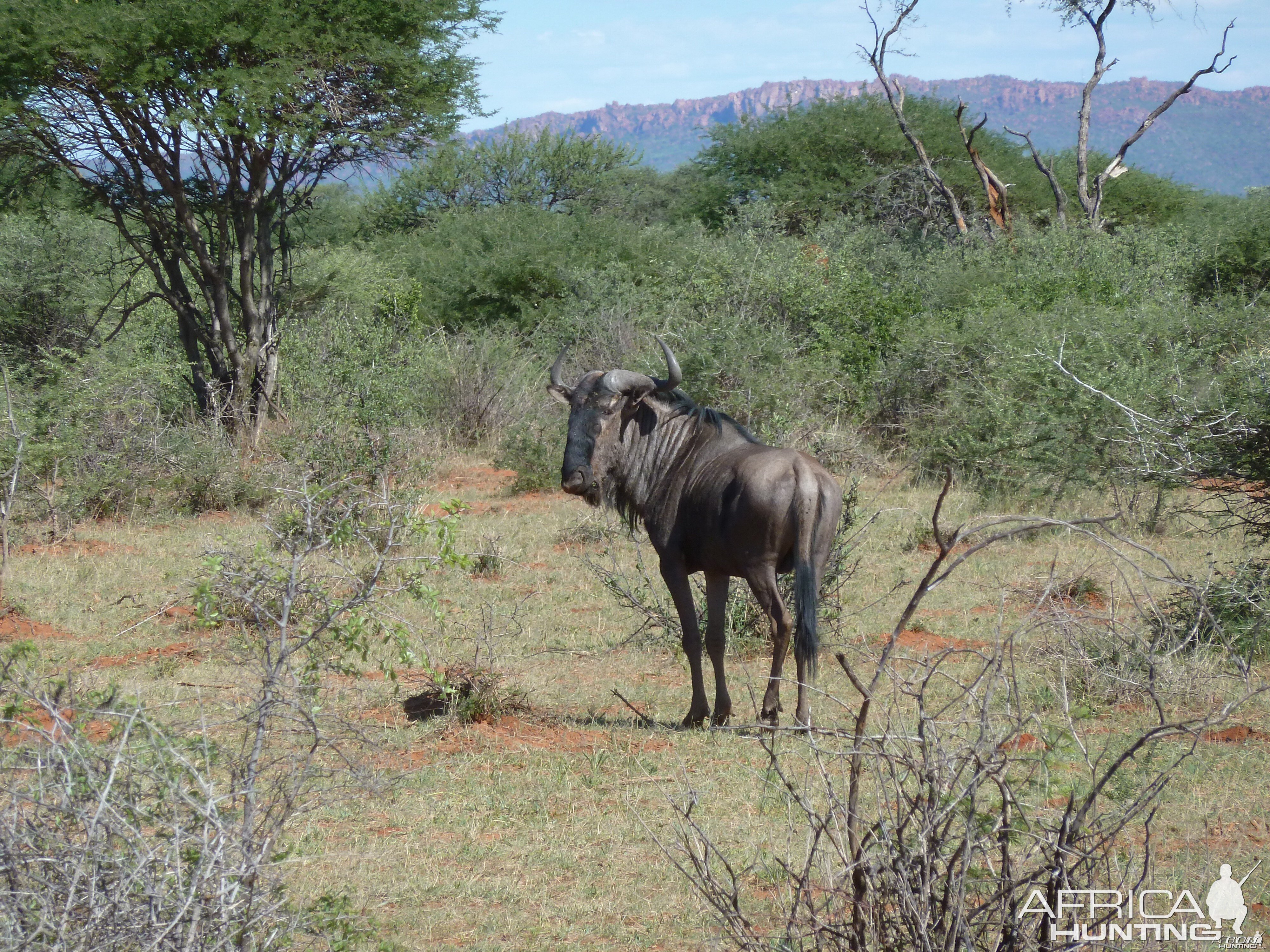 Blue Wildebeest Namibia