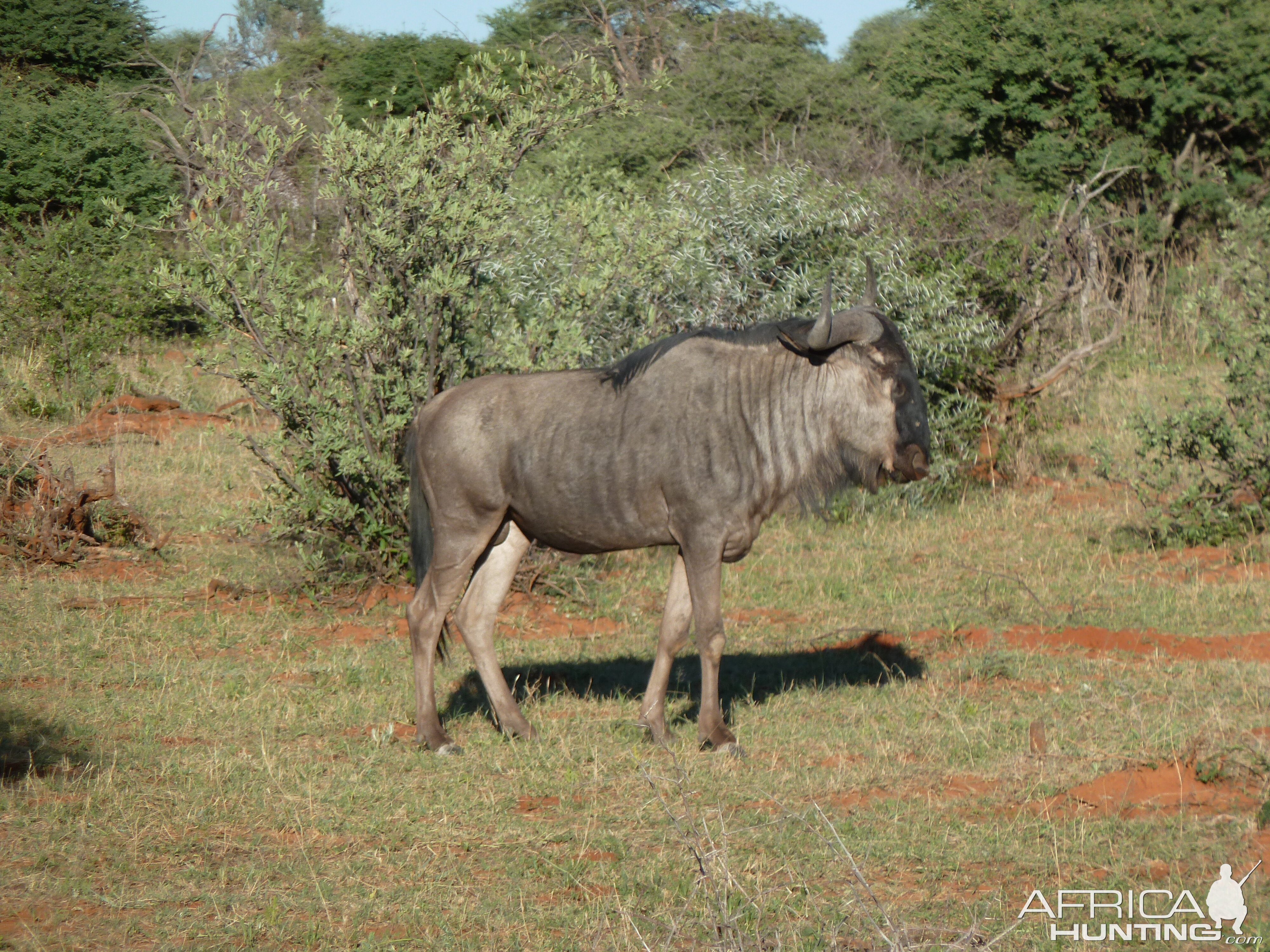 Blue Wildebeest Namibia