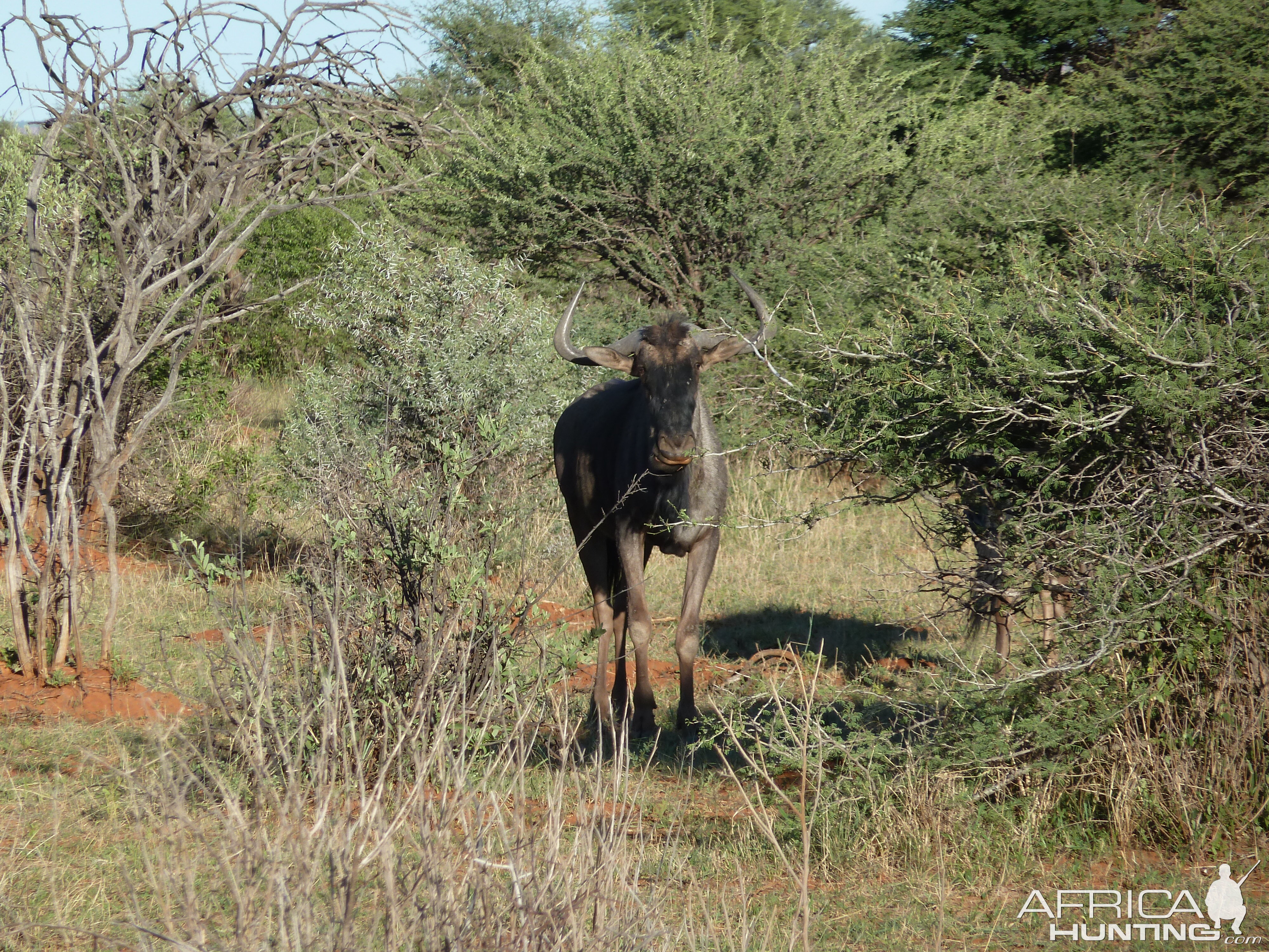 Blue Wildebeest Namibia