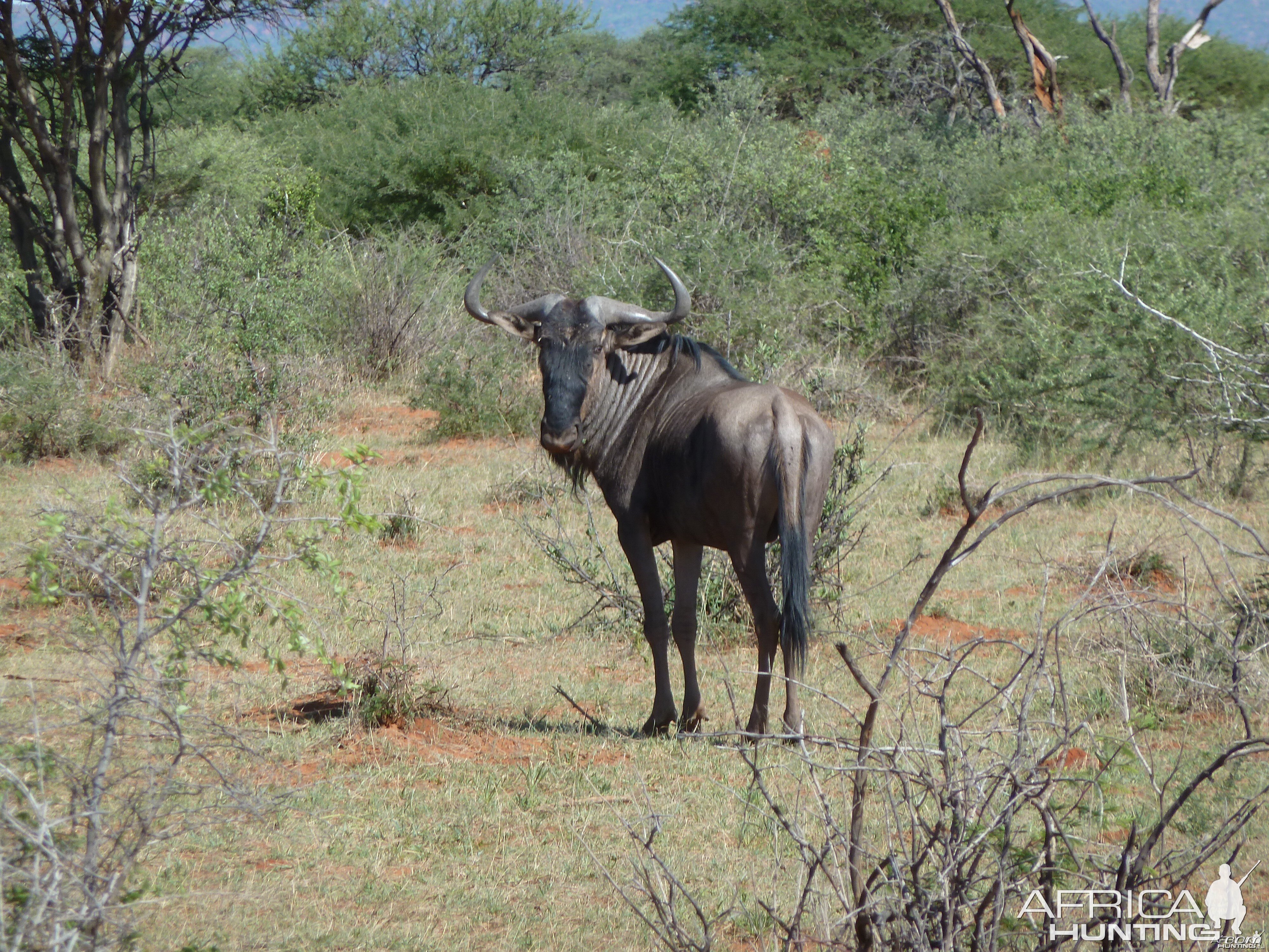 Blue Wildebeest Namibia