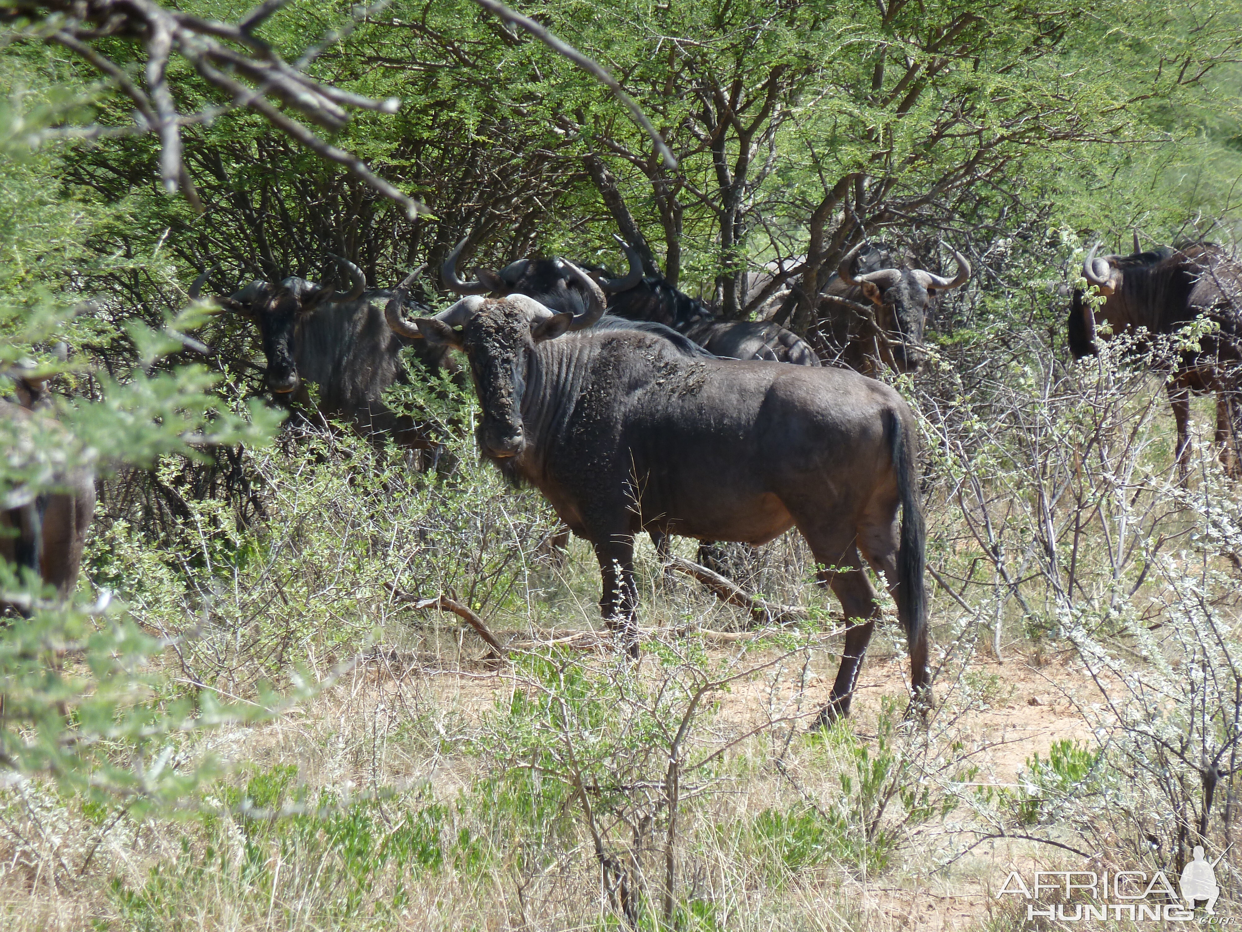 Blue Wildebeest Namibia