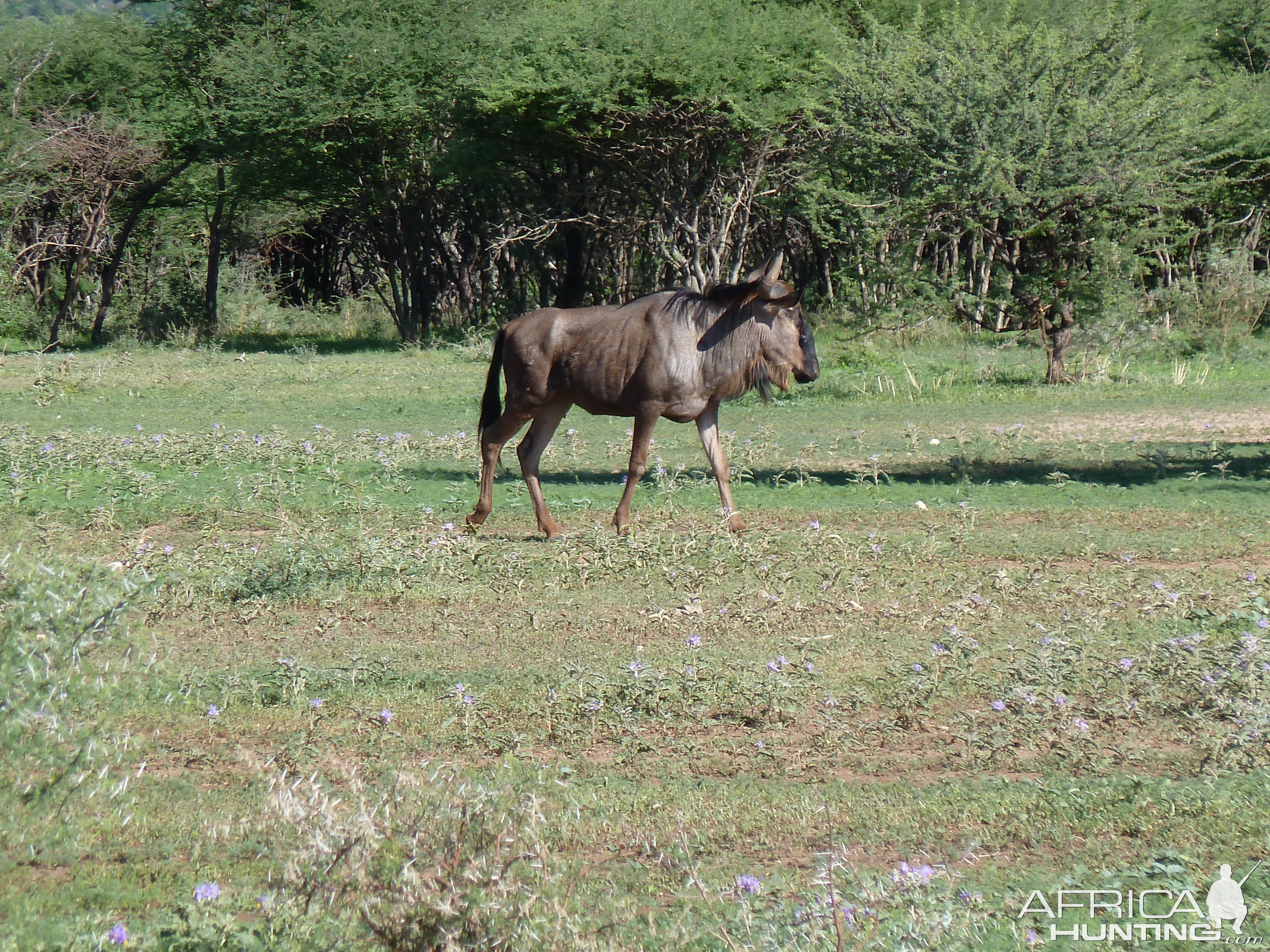 Blue Wildebeest Namibia