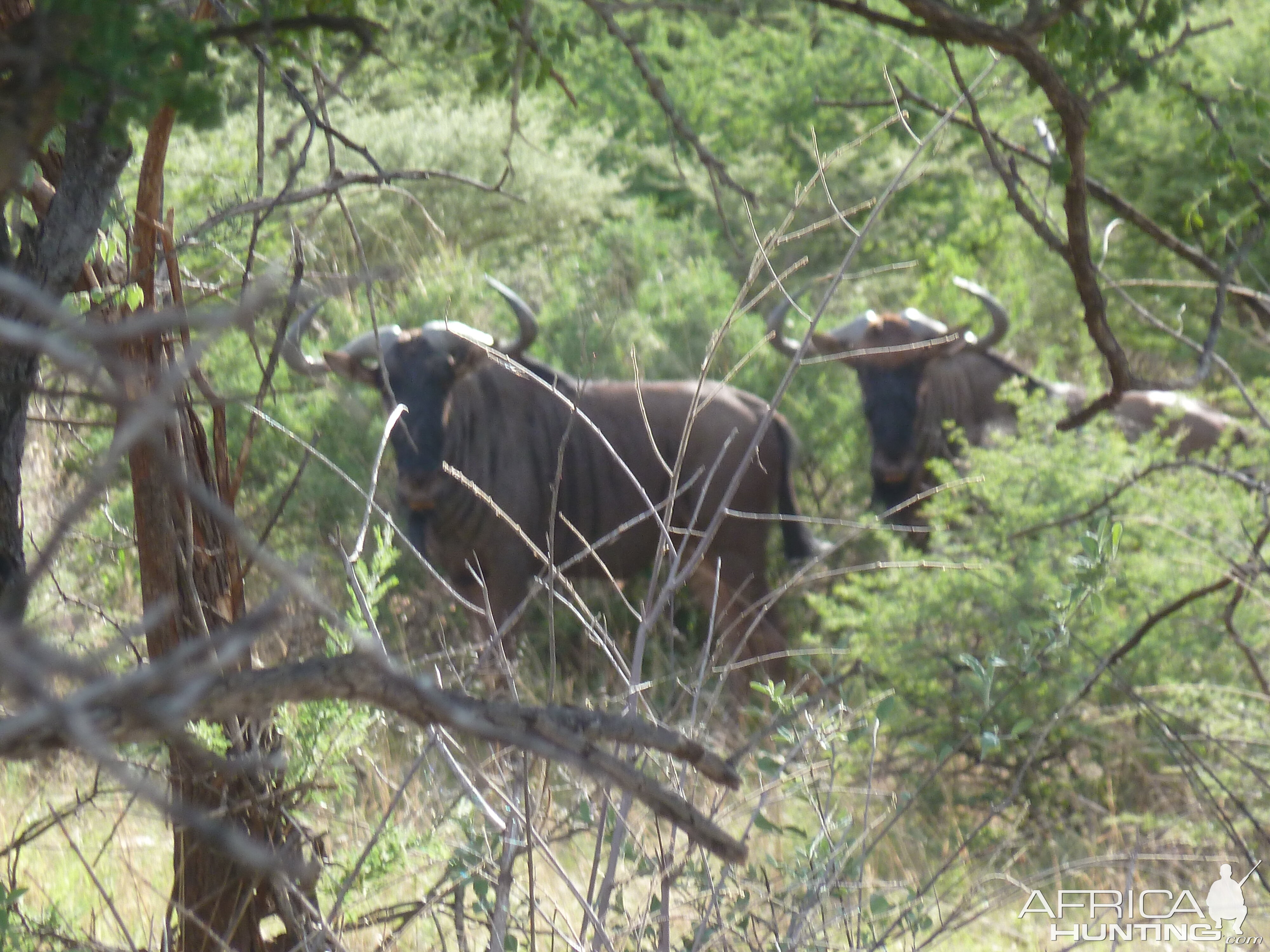 Blue Wildebeest Namibia