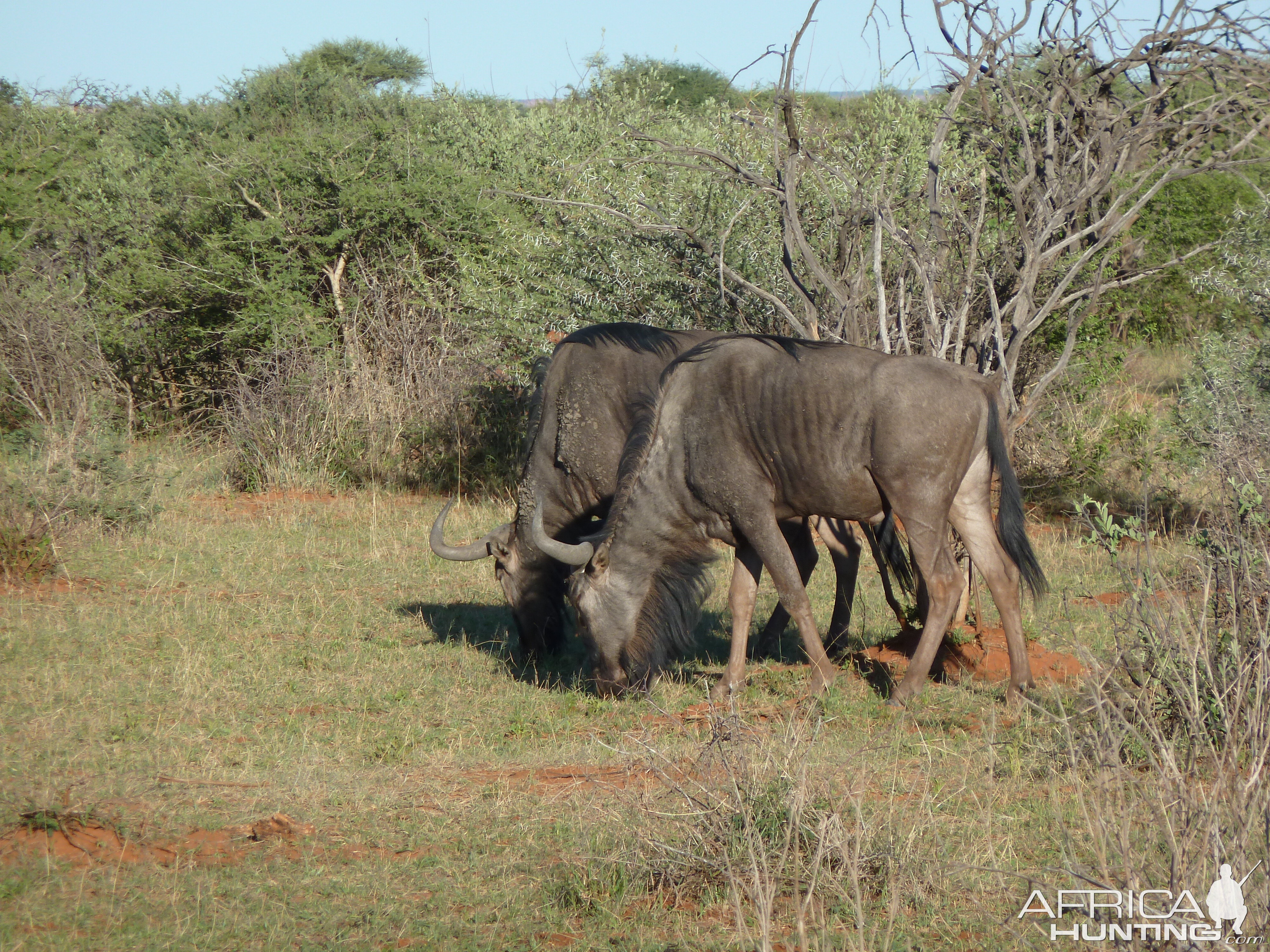 Blue Wildebeest Namibia