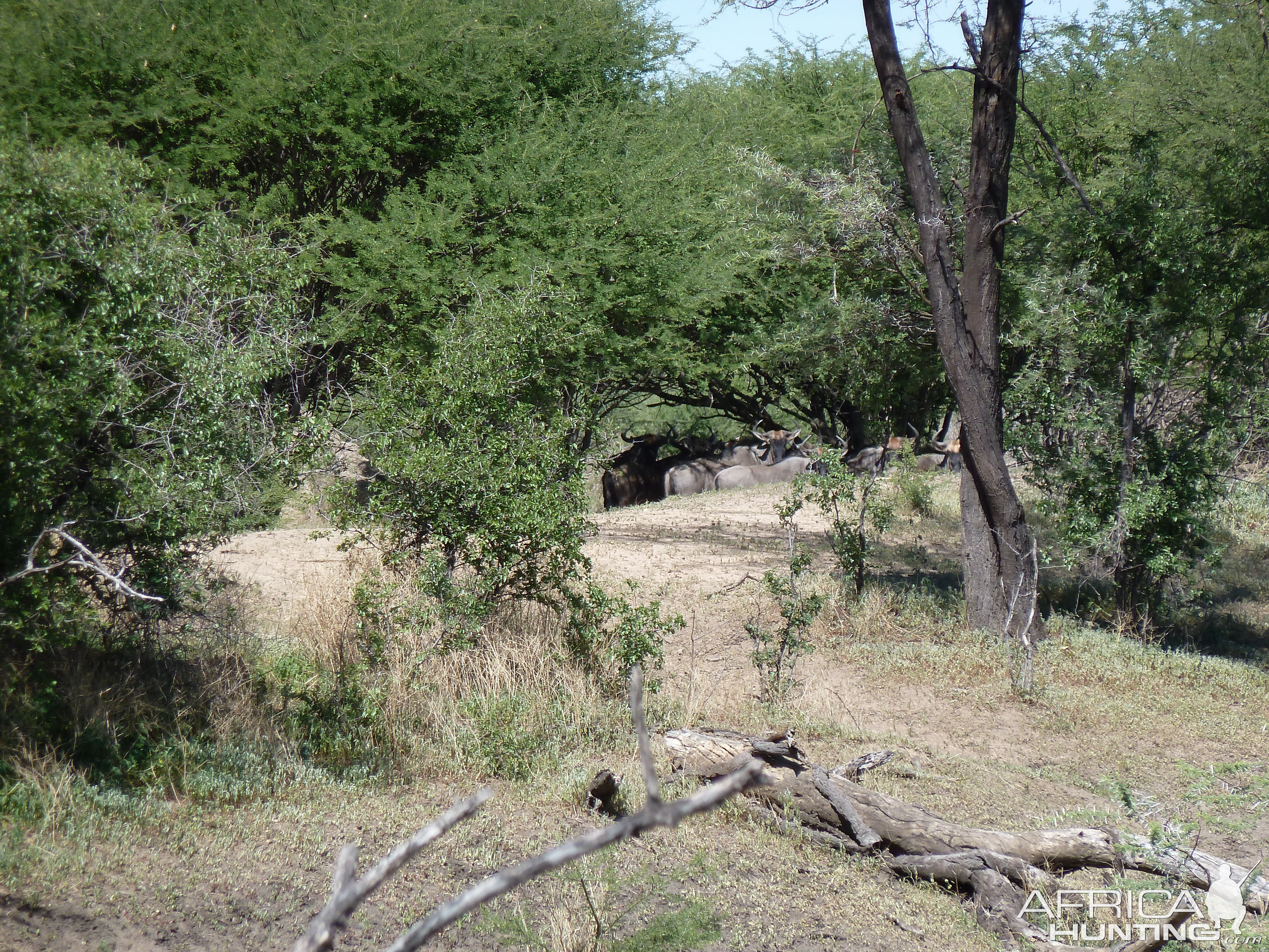 Blue Wildebeest Namibia