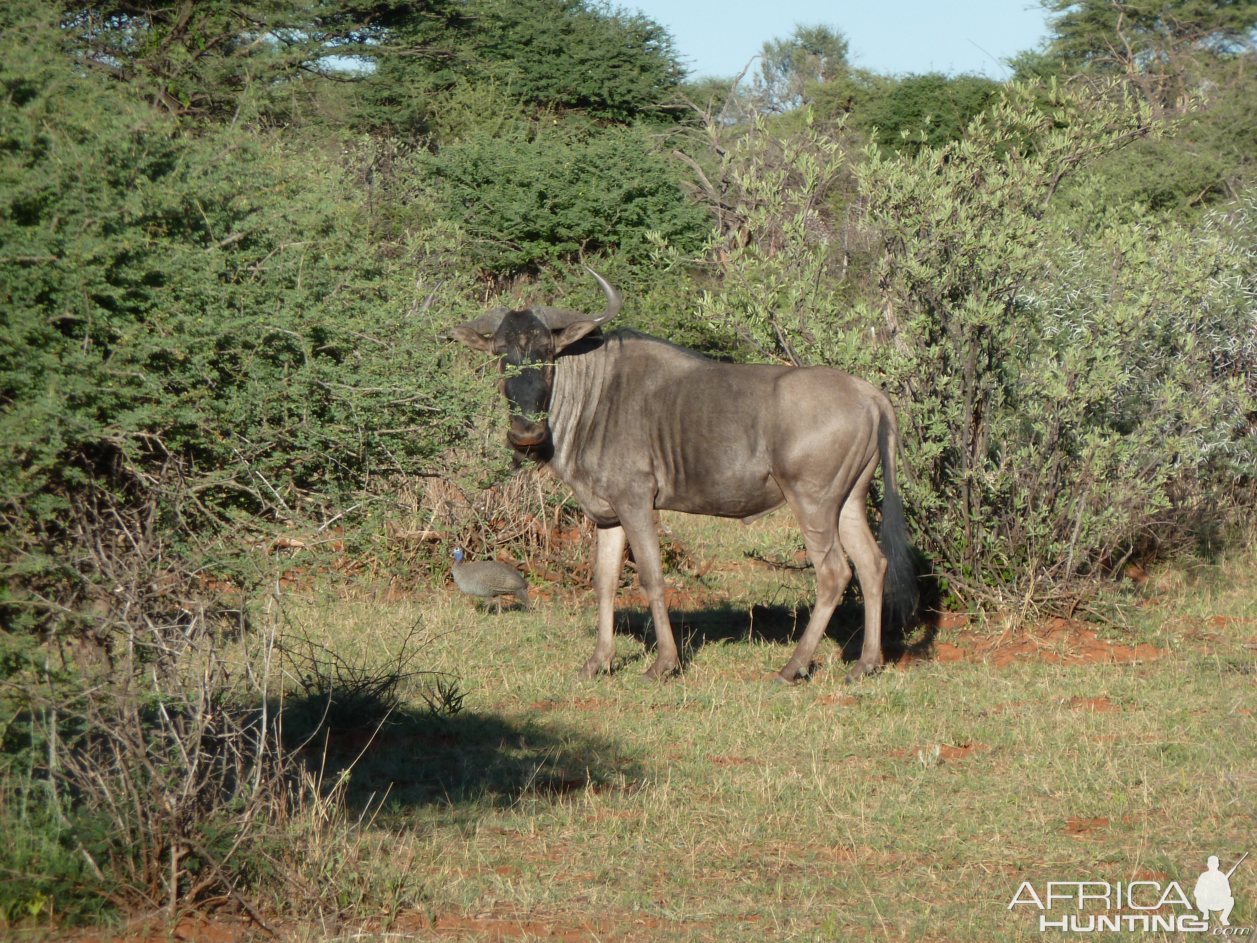 Blue Wildebeest Namibia