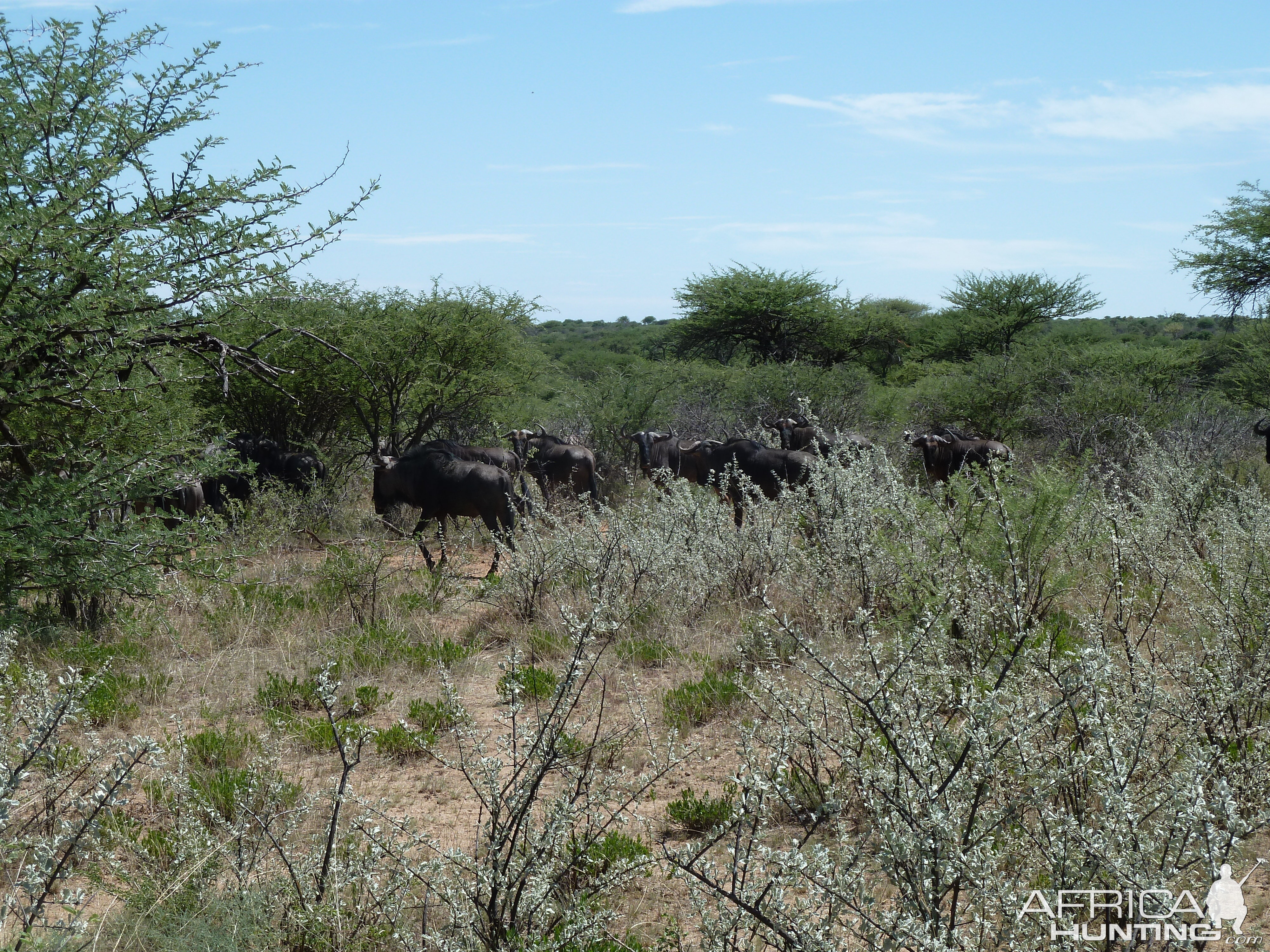 Blue Wildebeest Namibia