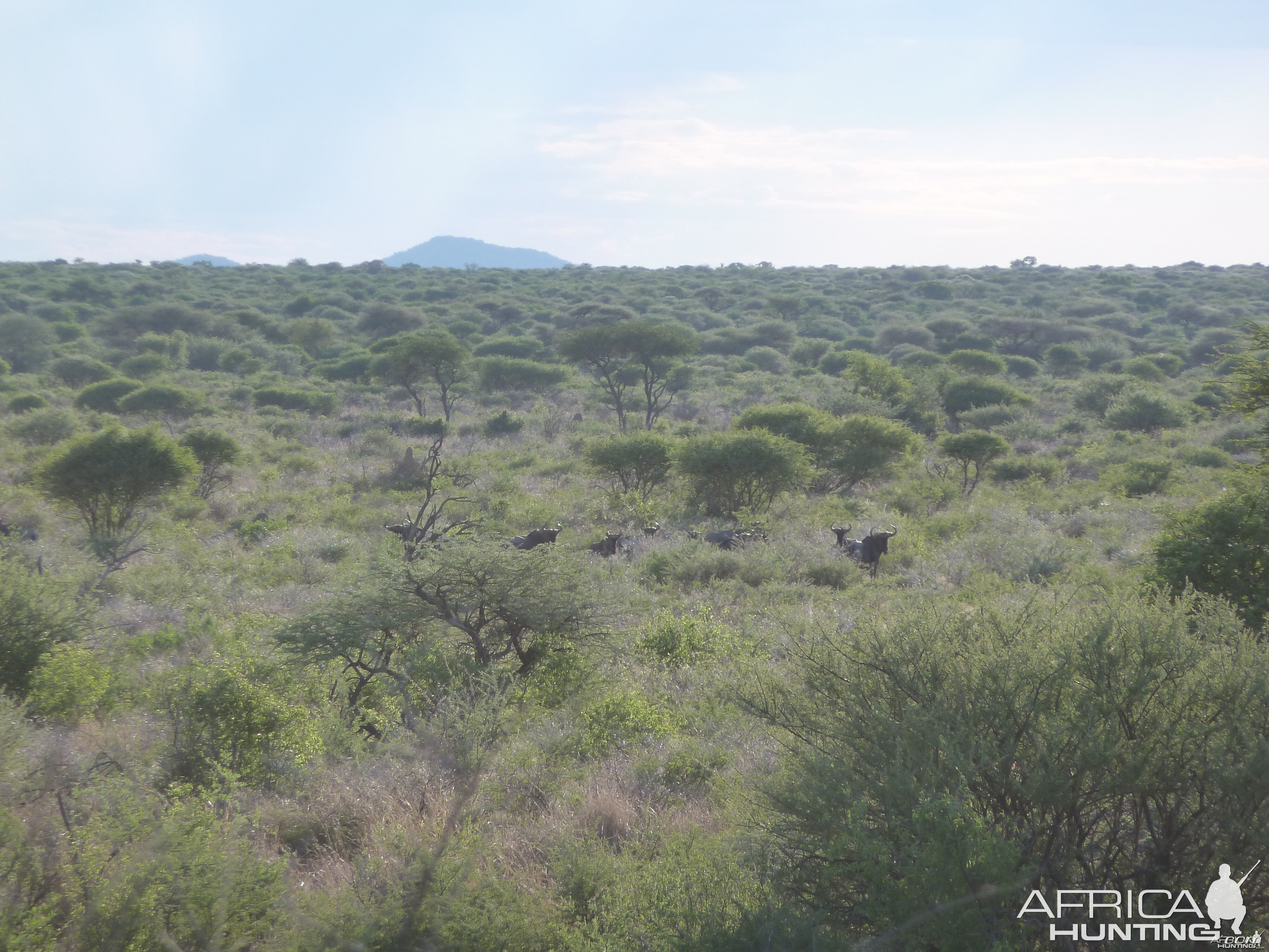 Blue Wildebeest Namibia