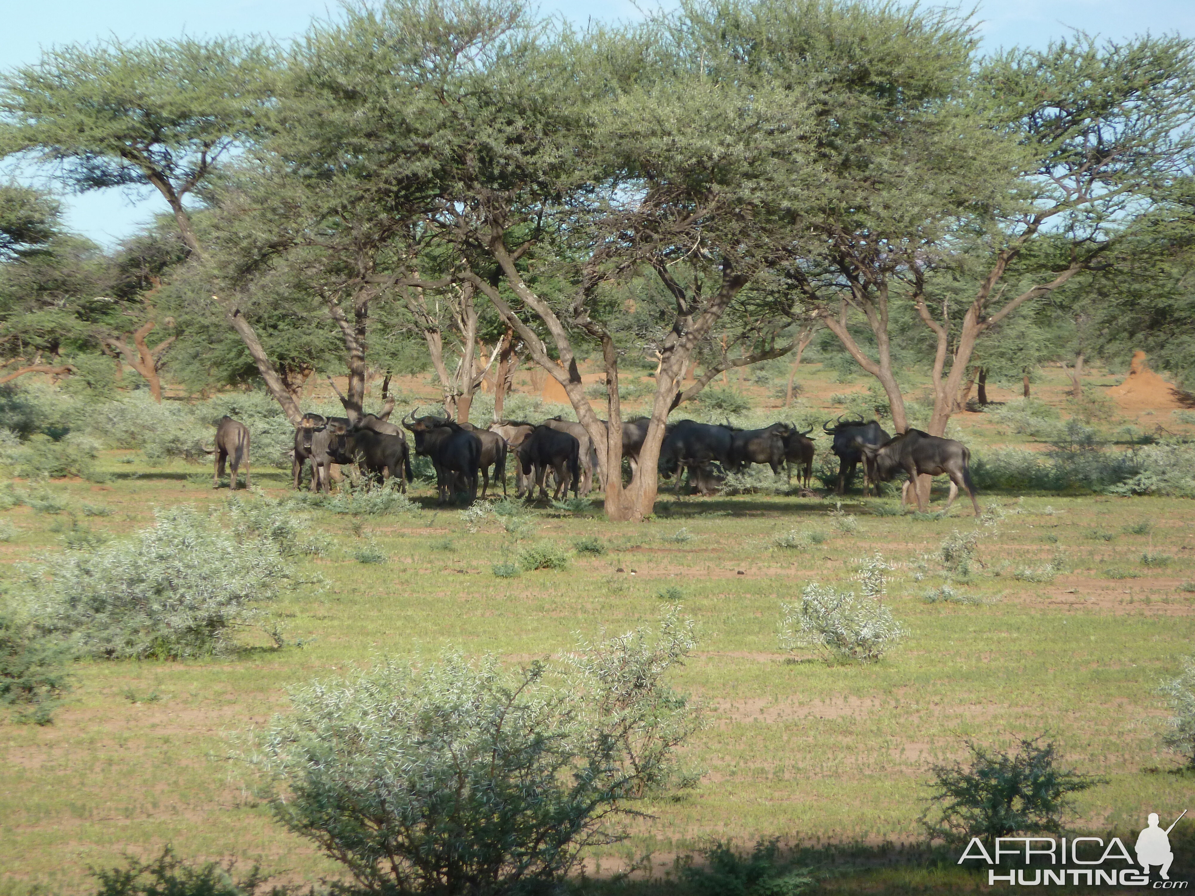 Blue Wildebeest Namibia