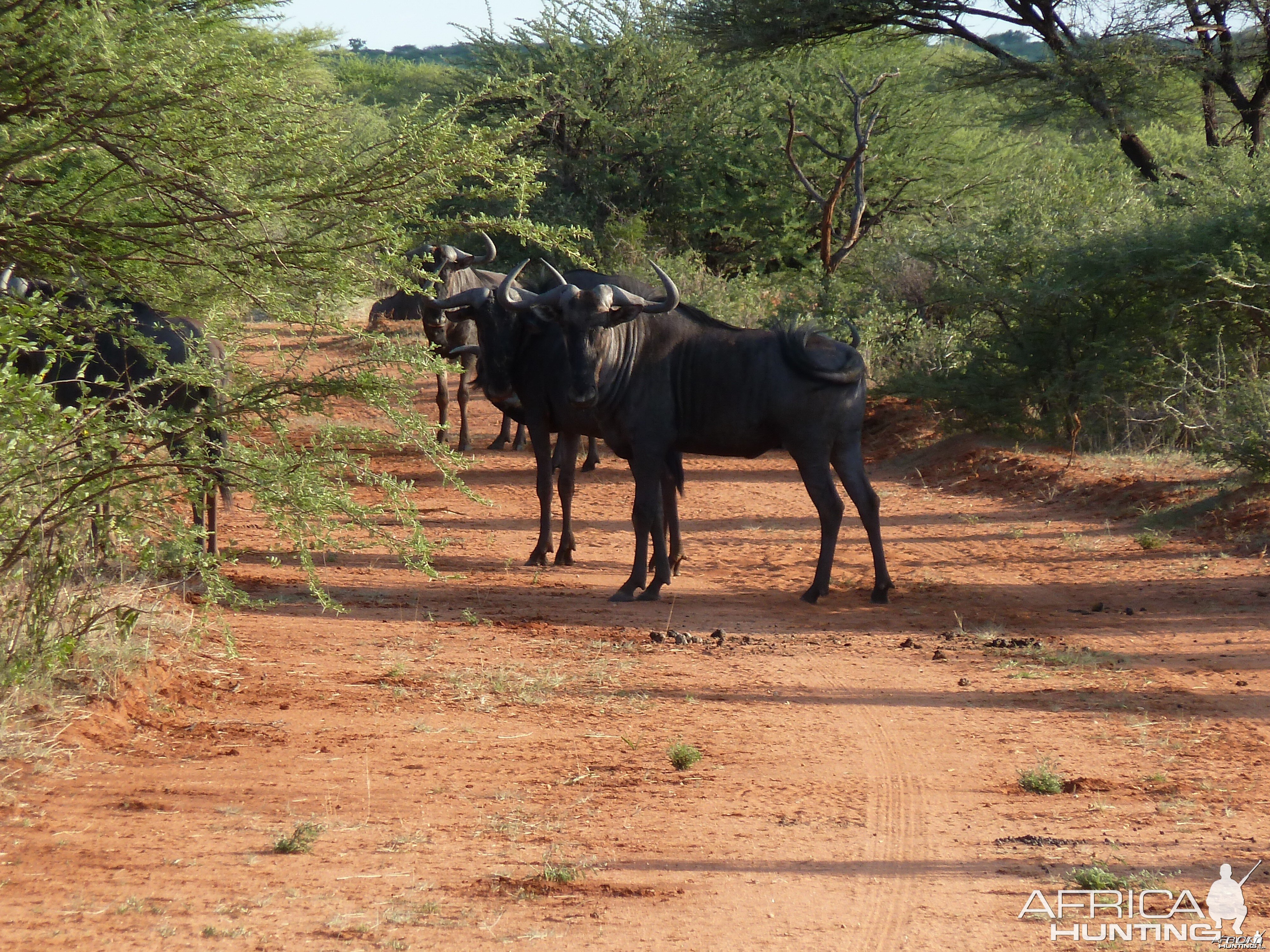 Blue Wildebeest Namibia