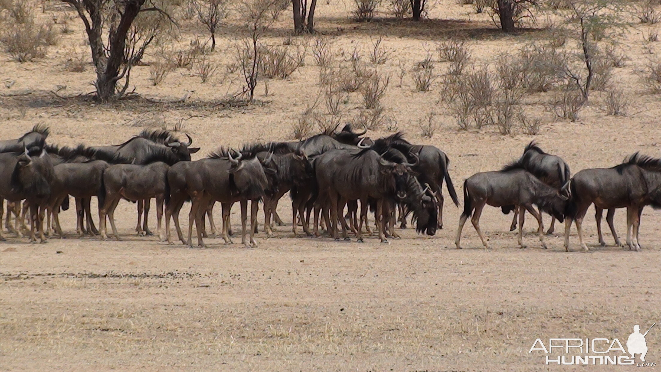 Blue Wildebeest Namibia