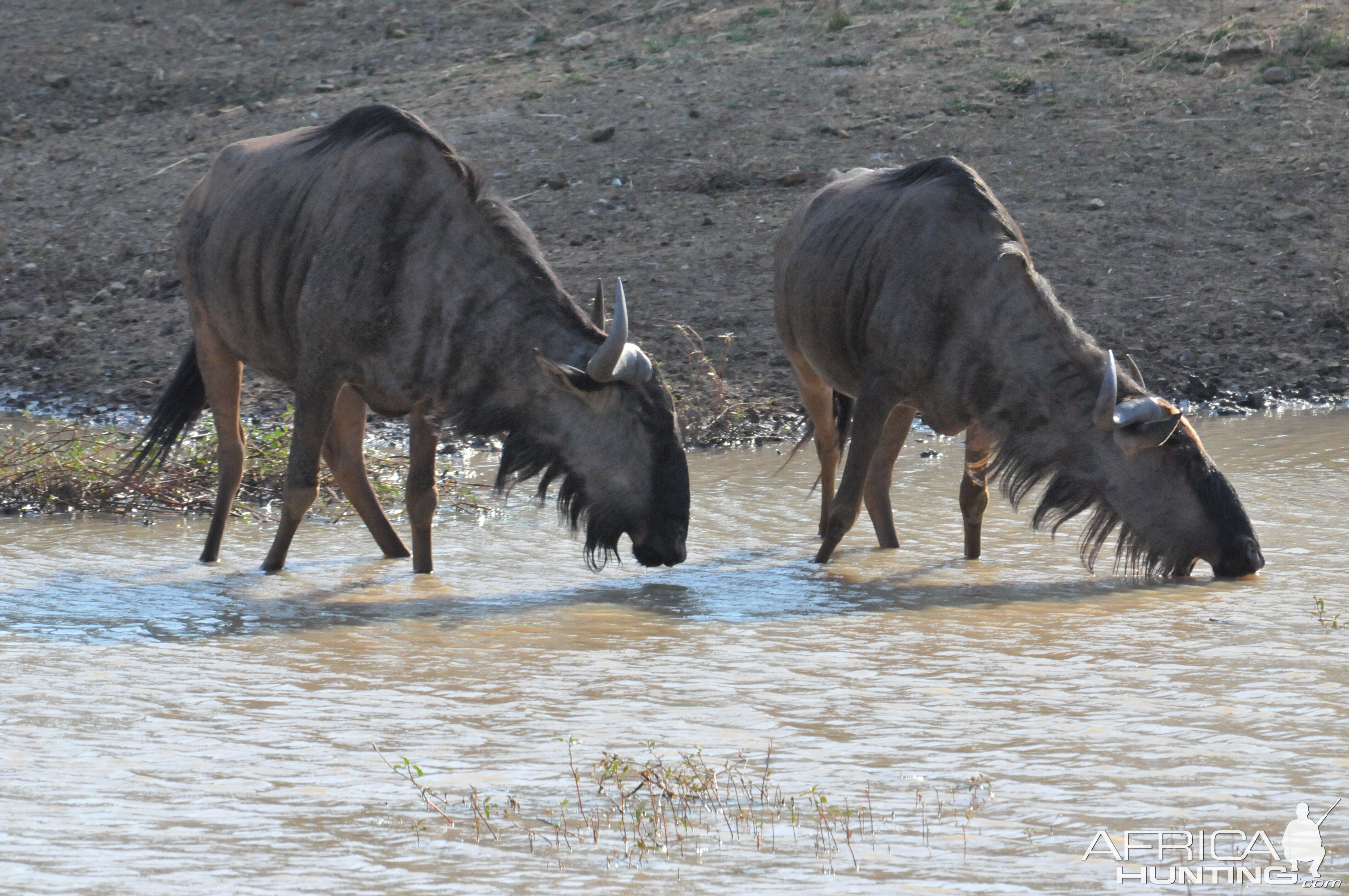 Blue Wildebeest Namibia