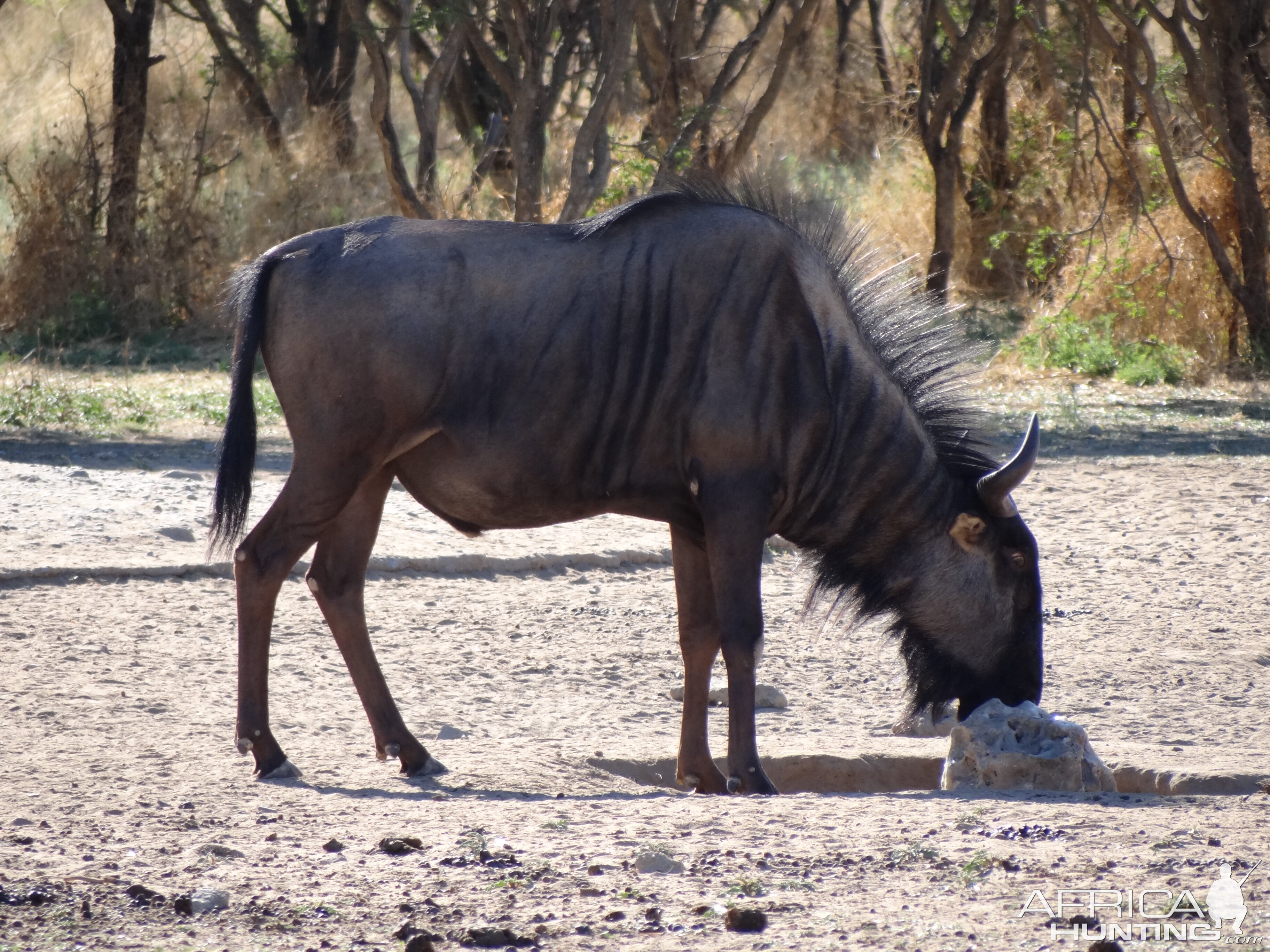 Blue Wildebeest Namibia