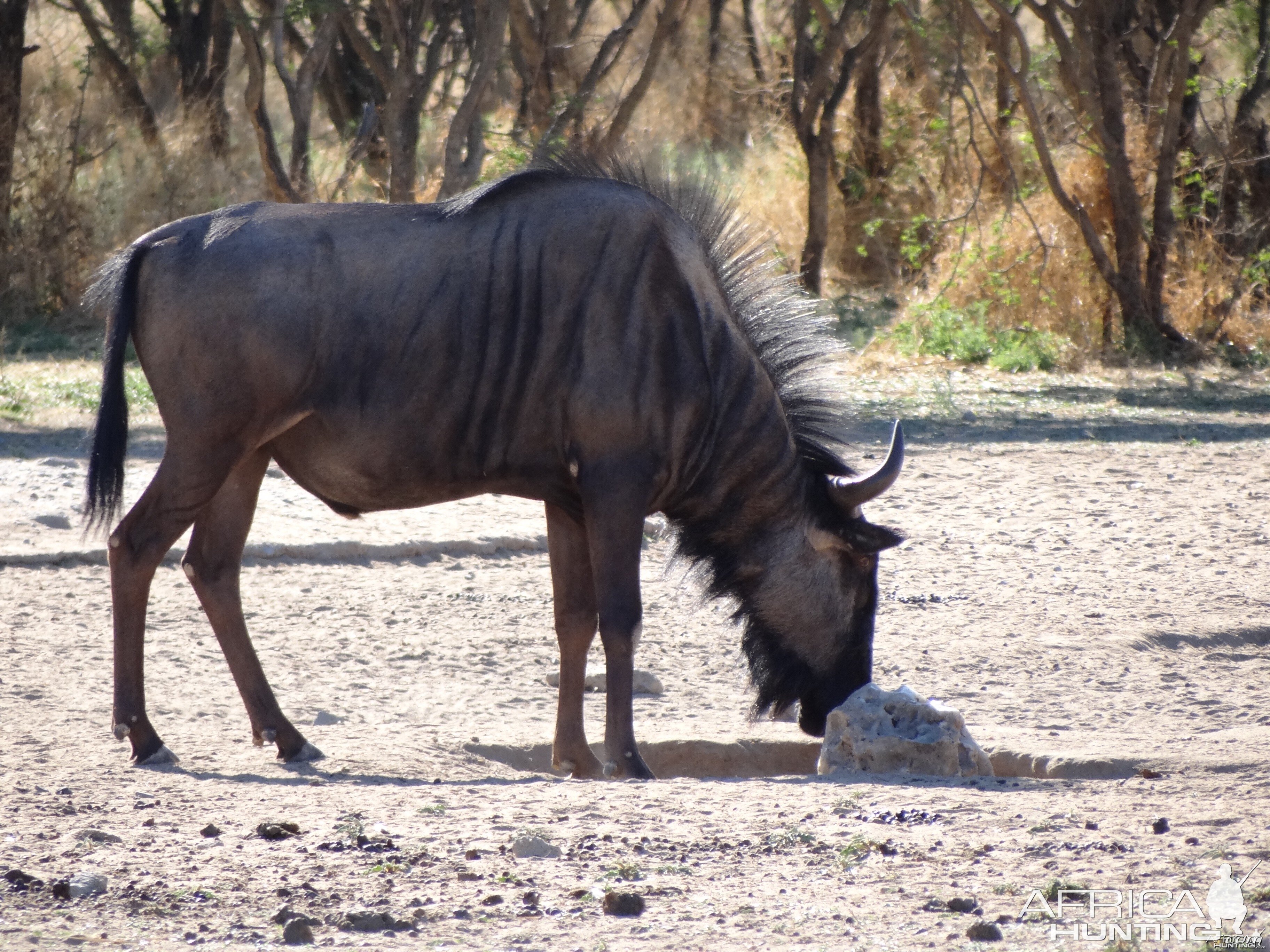 Blue Wildebeest Namibia