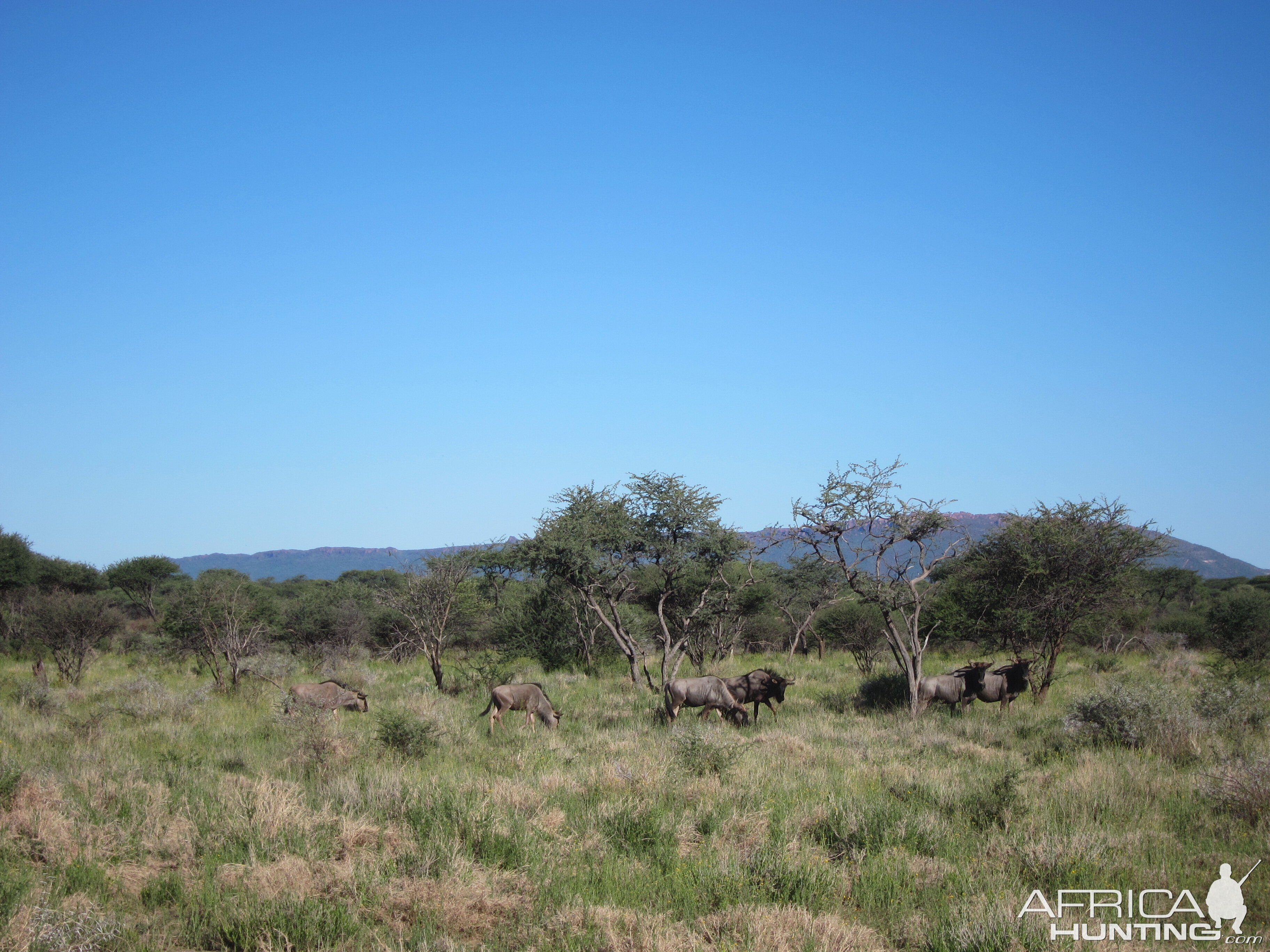 Blue Wildebeest Namibia