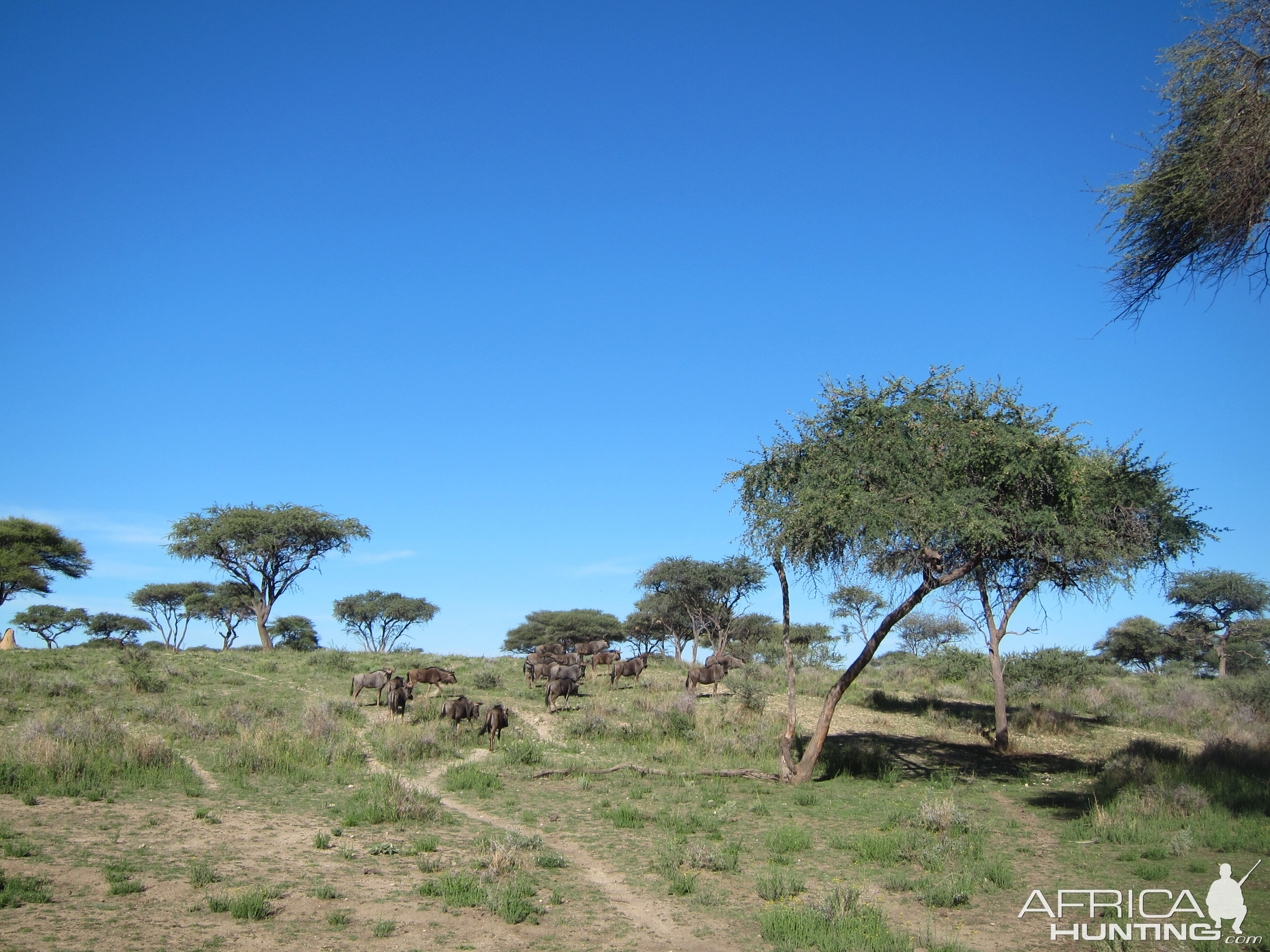 Blue Wildebeest Namibia