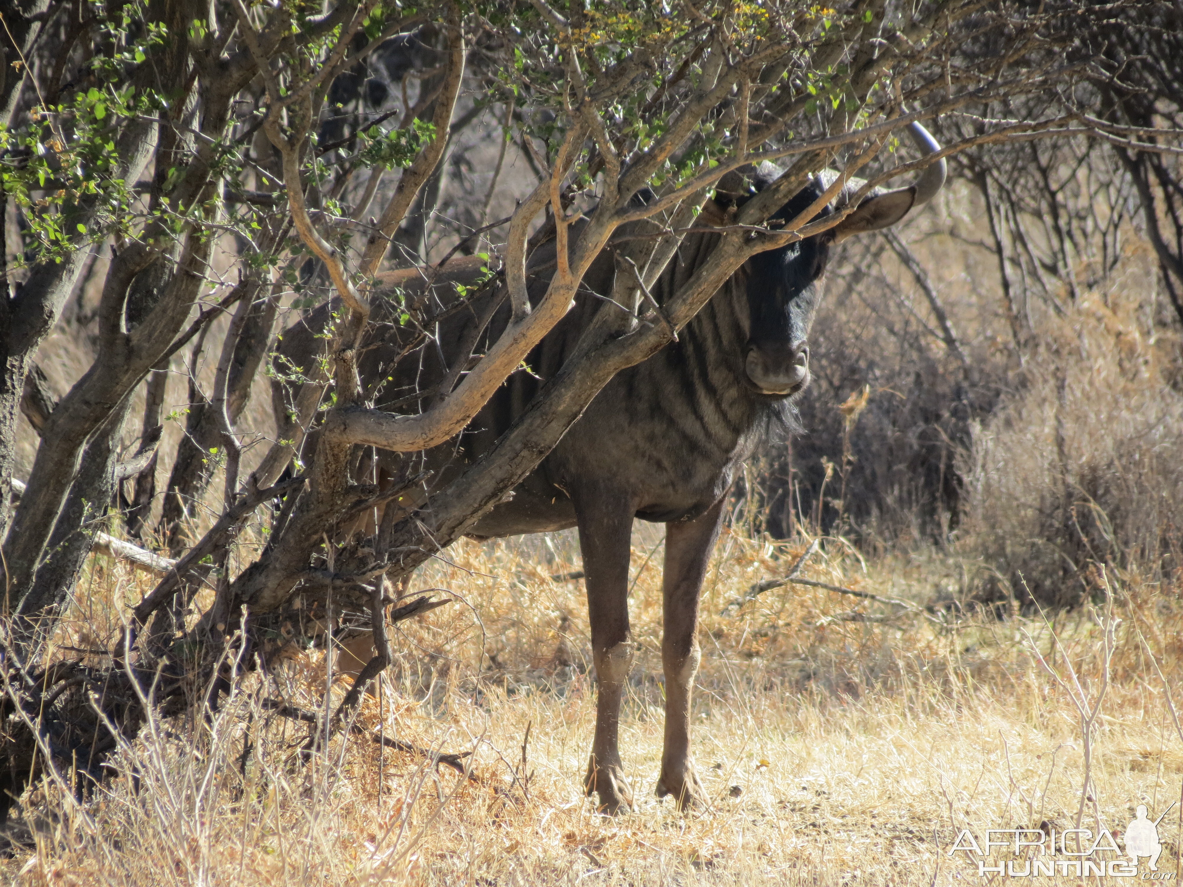 Blue Wildebeest Namibia