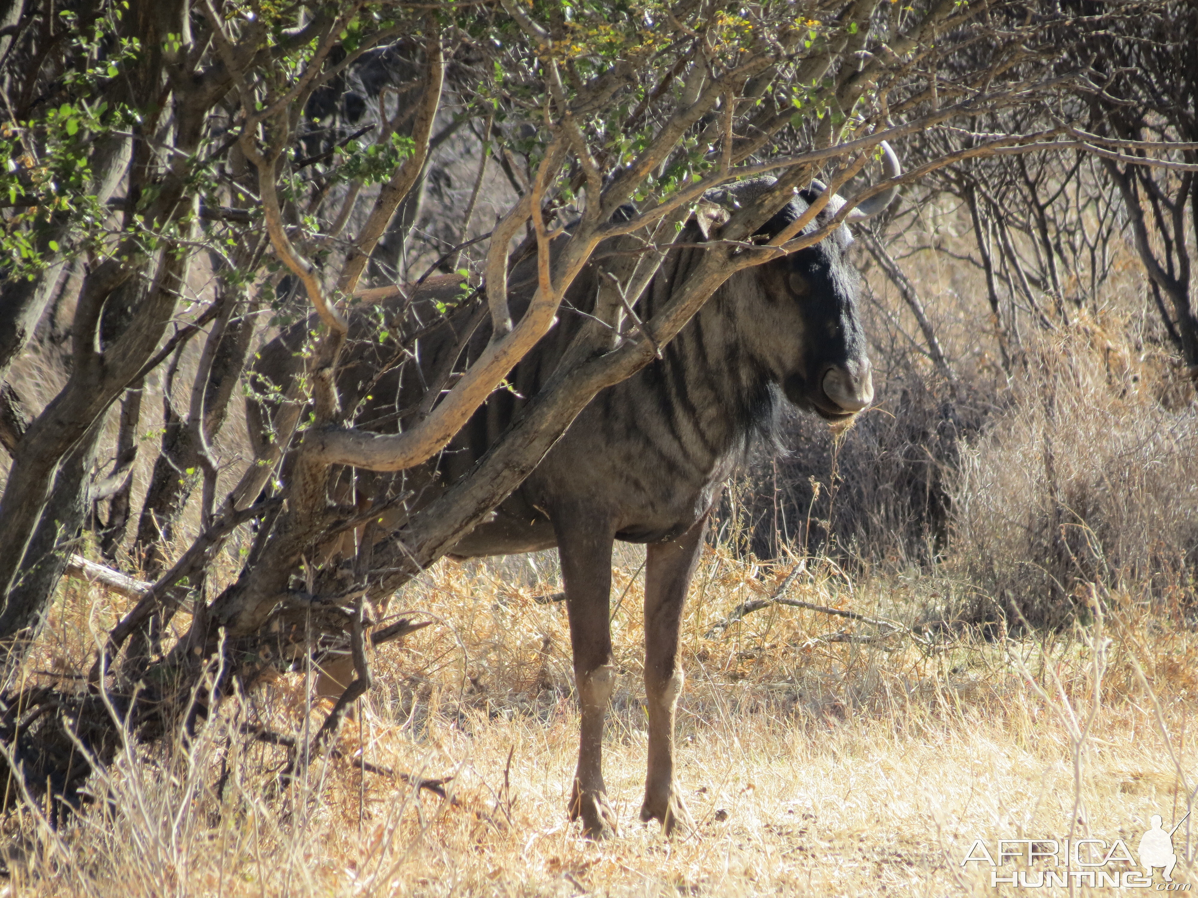 Blue Wildebeest Namibia