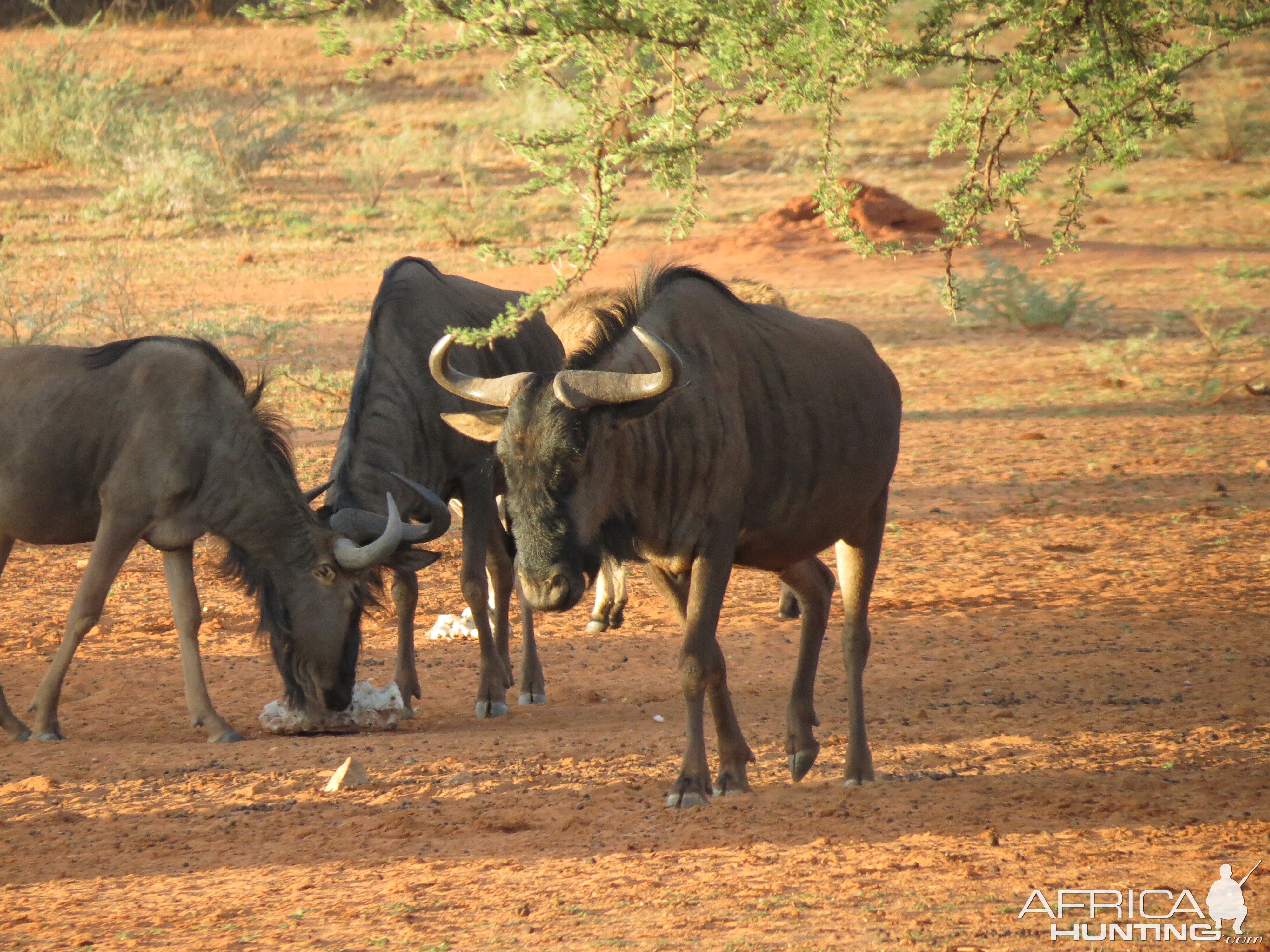 Blue Wildebeest Namibia