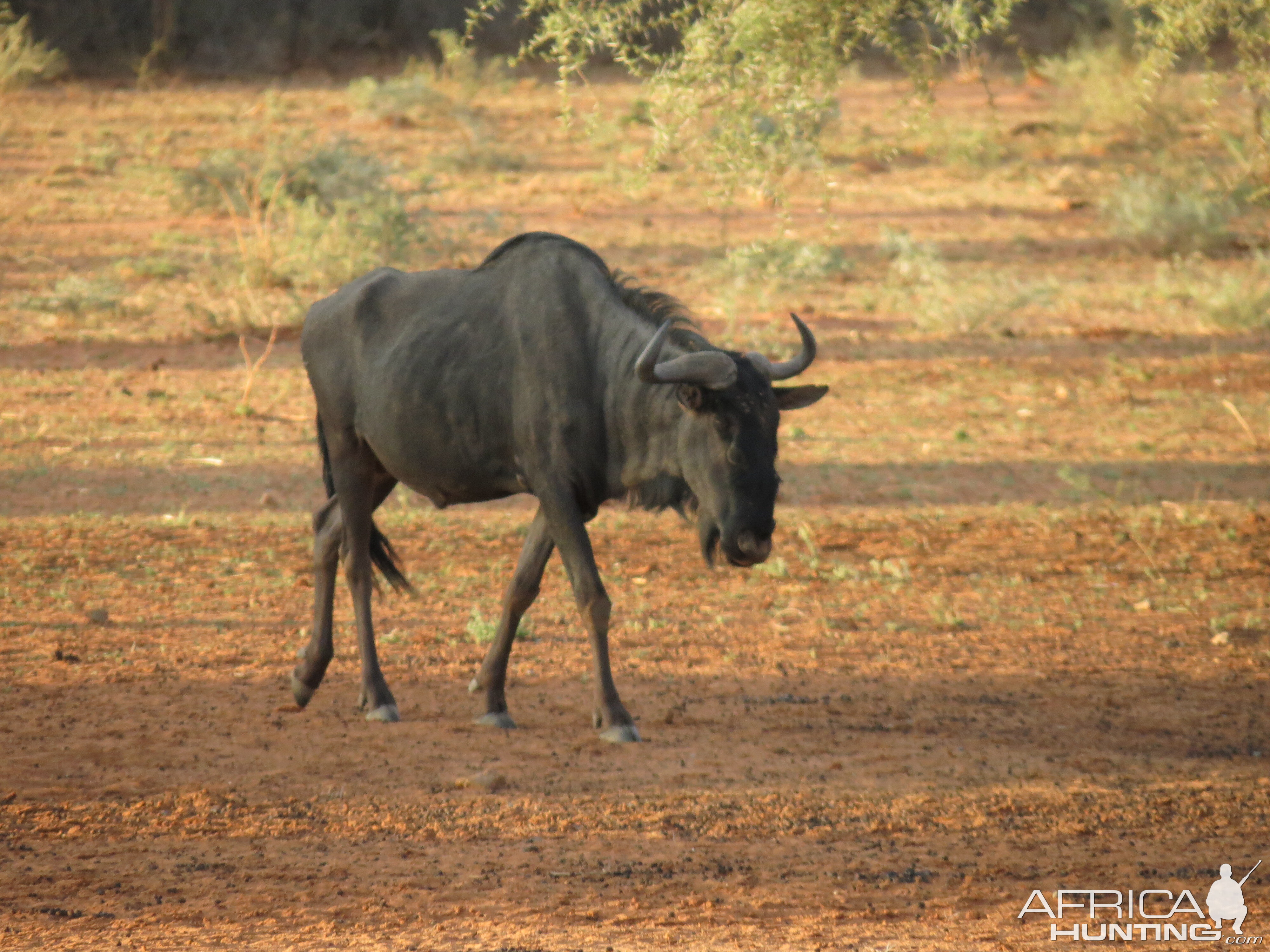 Blue Wildebeest Namibia