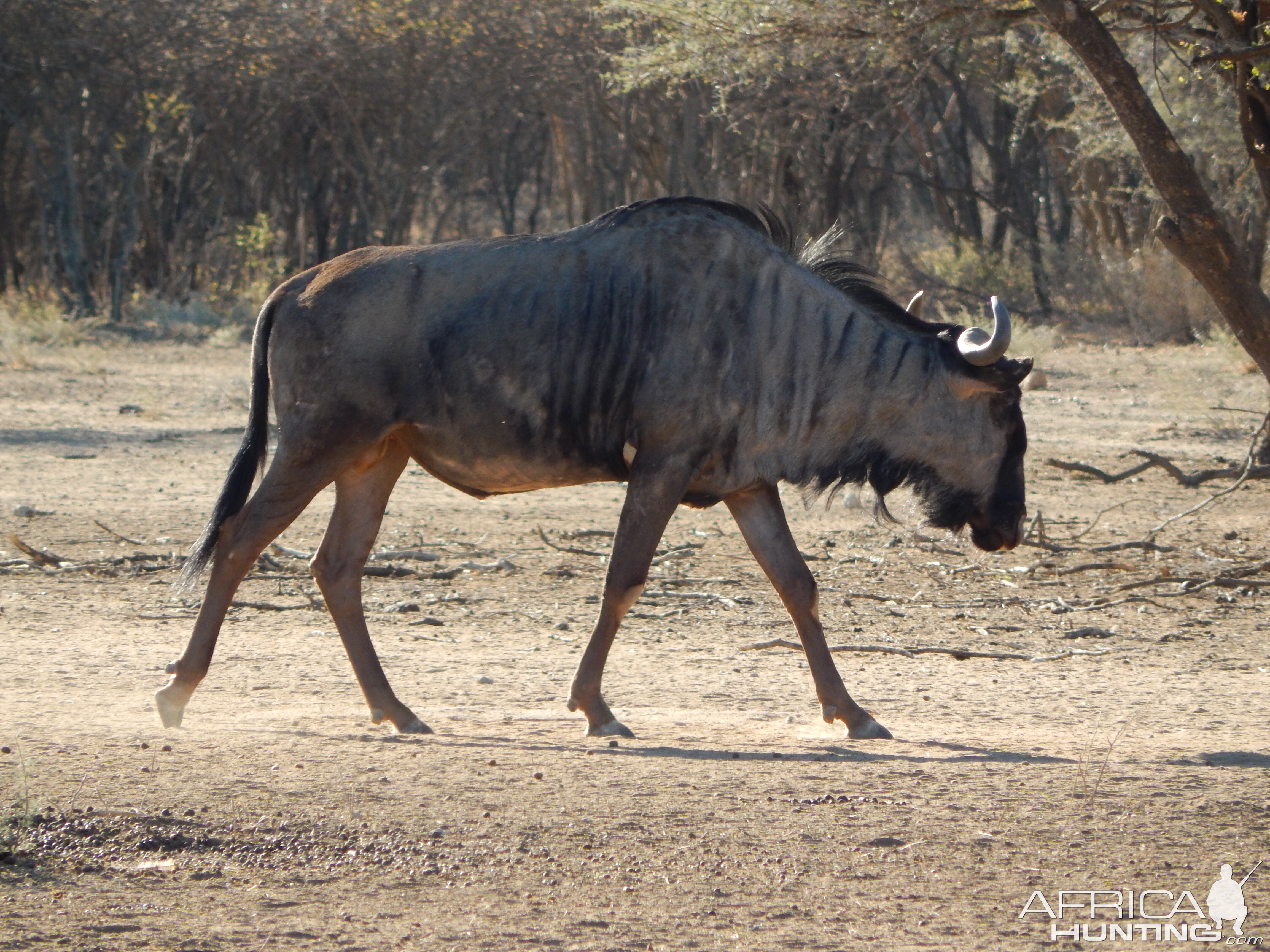 Blue Wildebeest Namibia