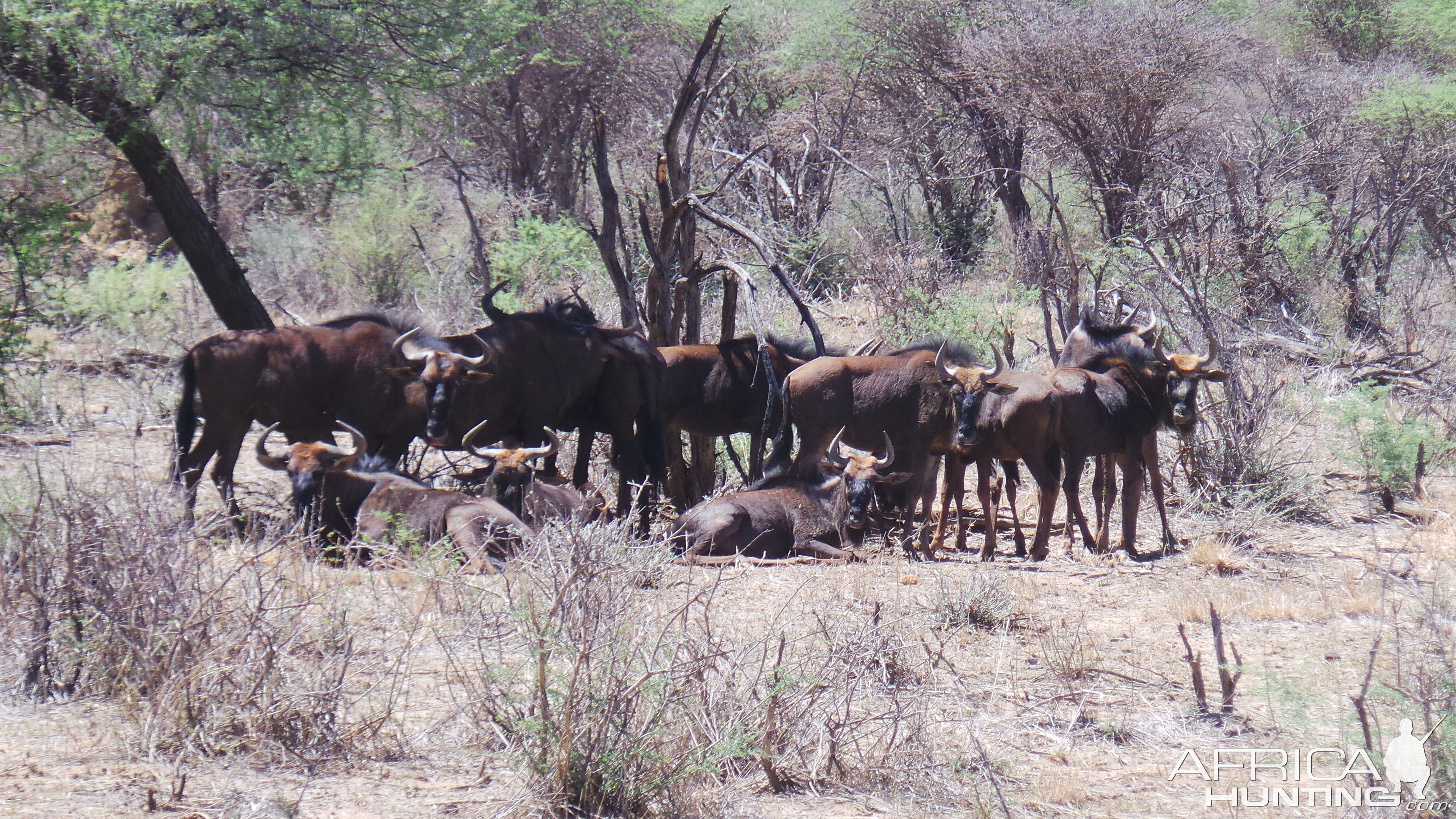 Blue Wildebeest Namibia