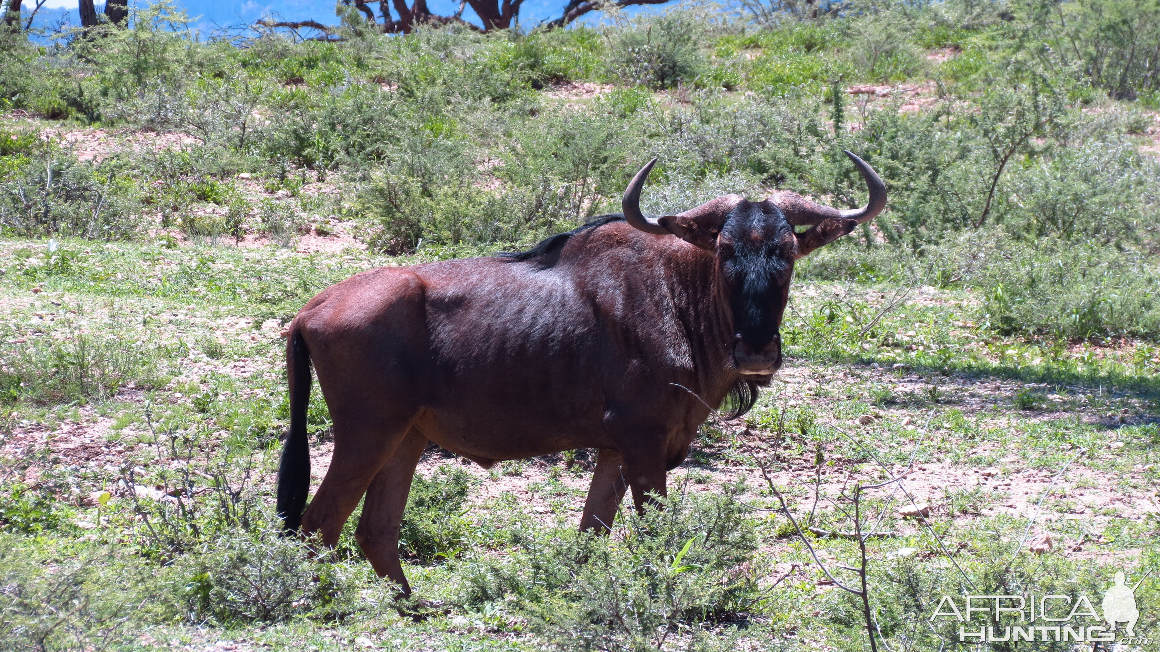 Blue Wildebeest Namibia