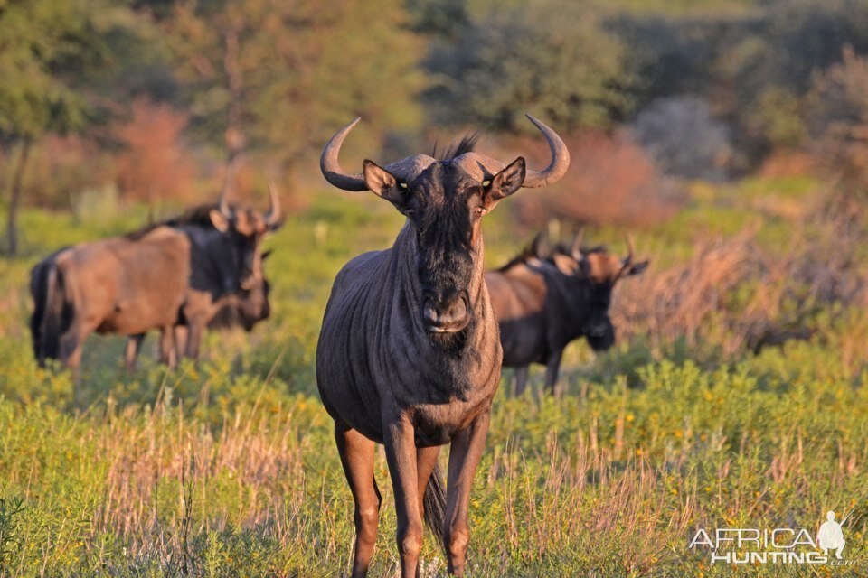 Blue Wildebeest Namibia