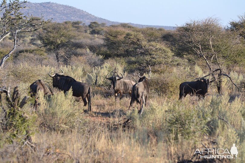 Blue Wildebeest Namibia