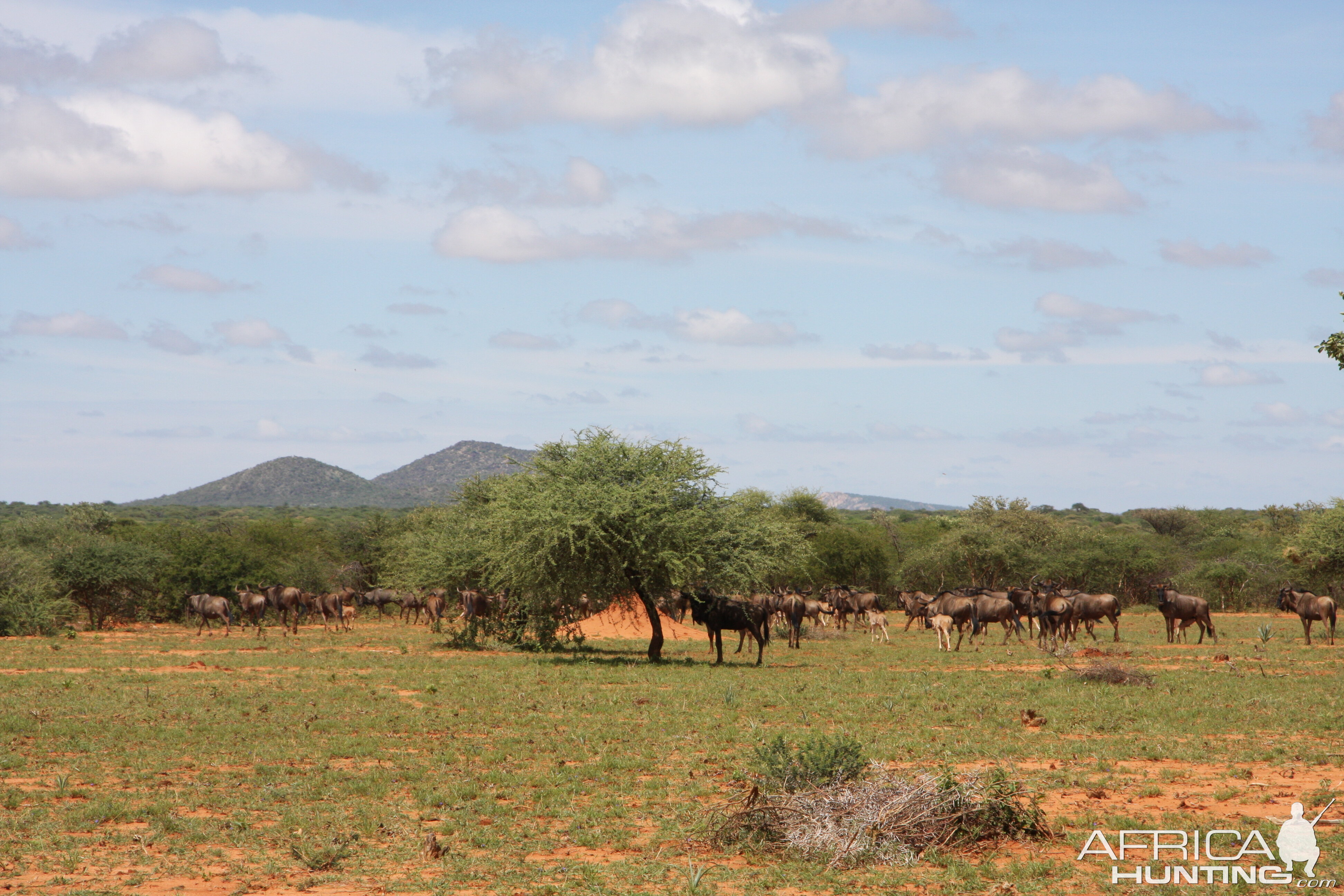 Blue Wildebeest Namibia