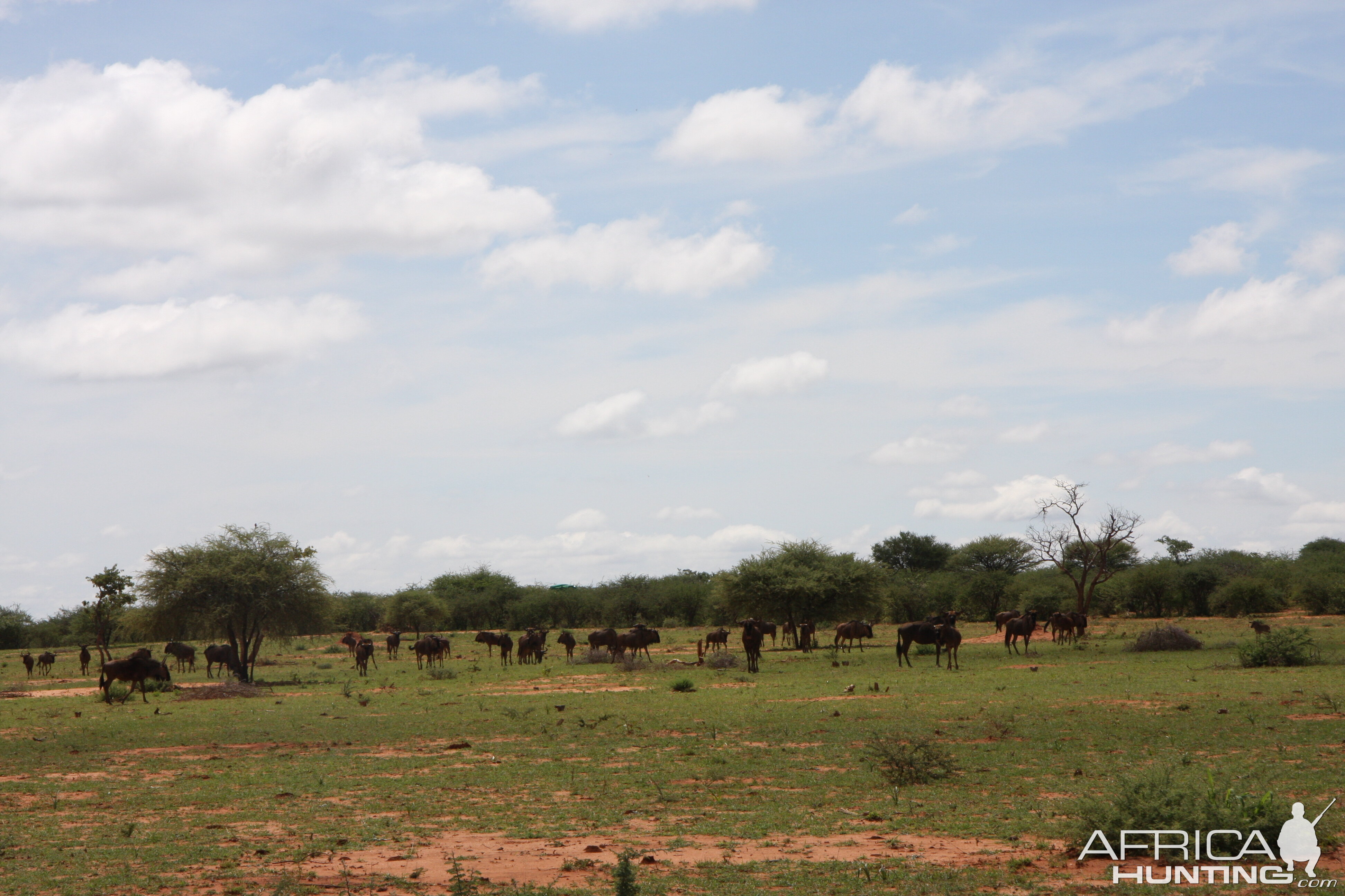 Blue Wildebeest Namibia