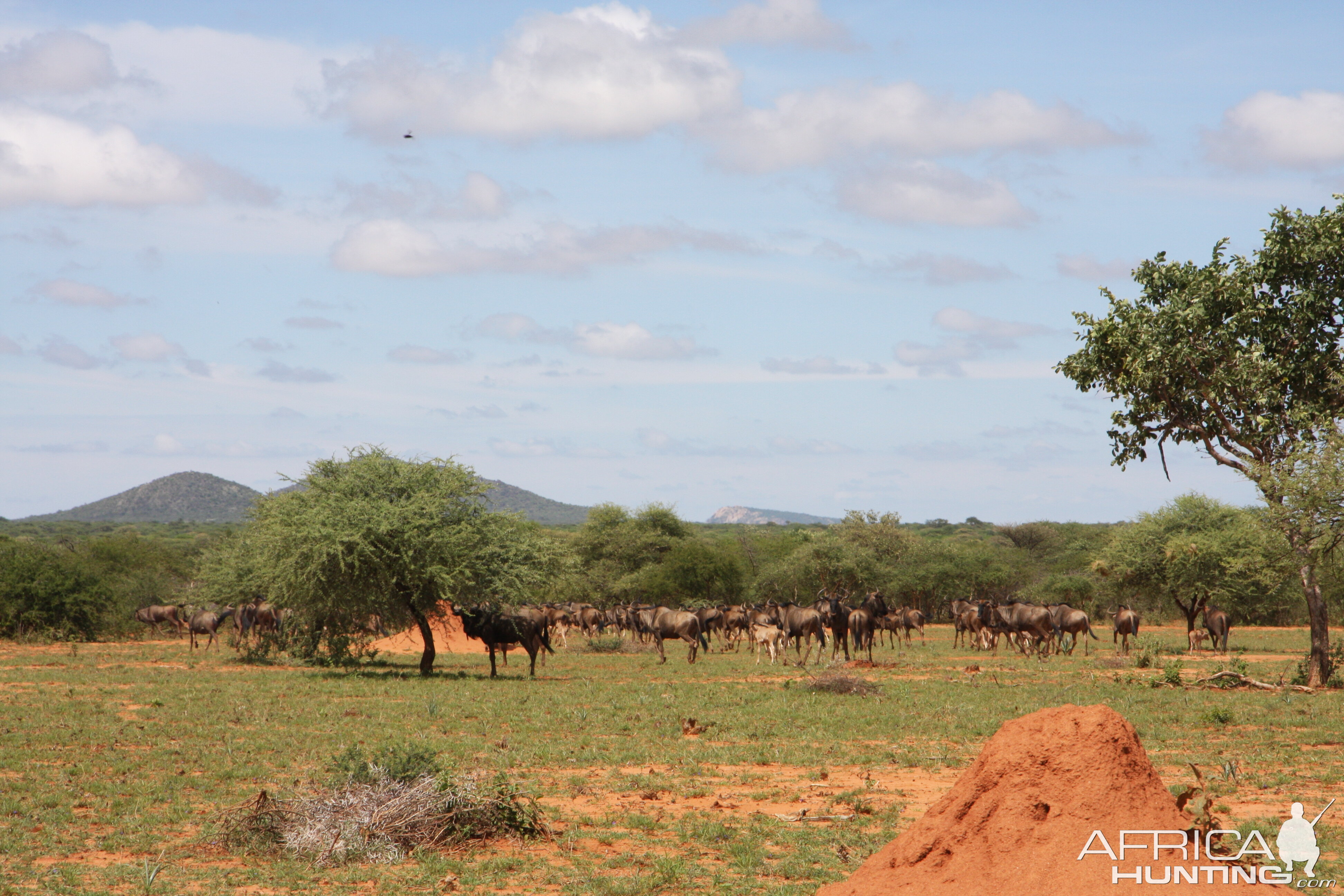 Blue Wildebeest Namibia