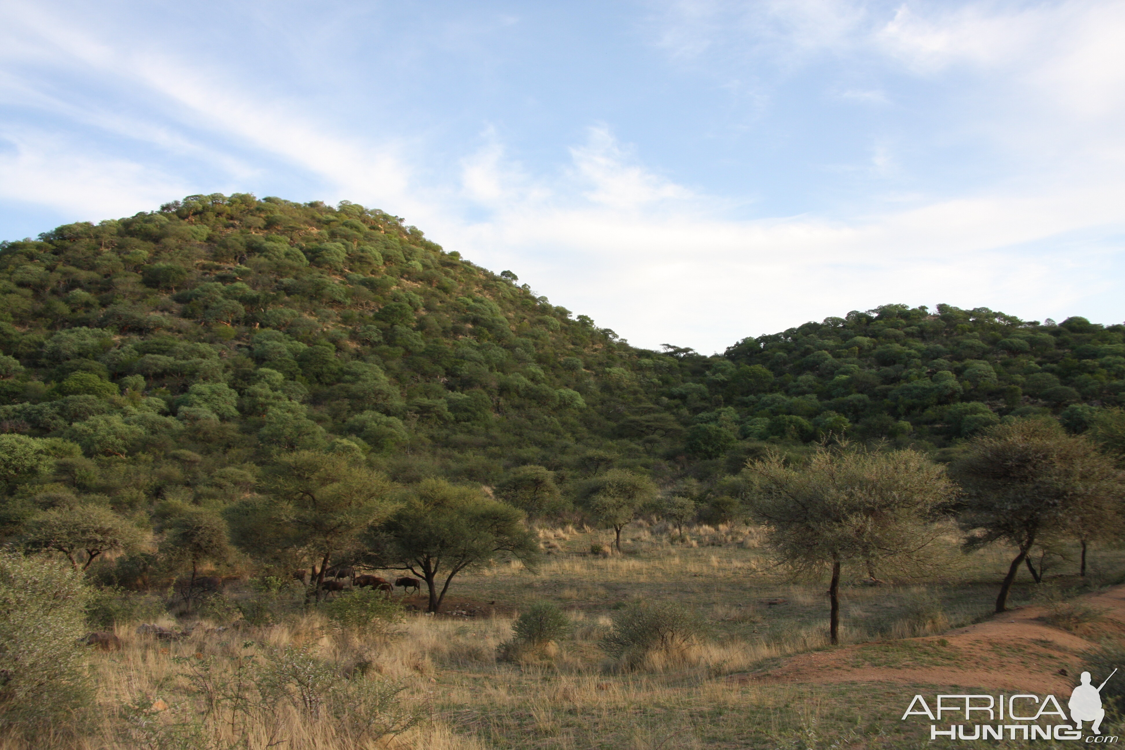 Blue Wildebeest Namibia