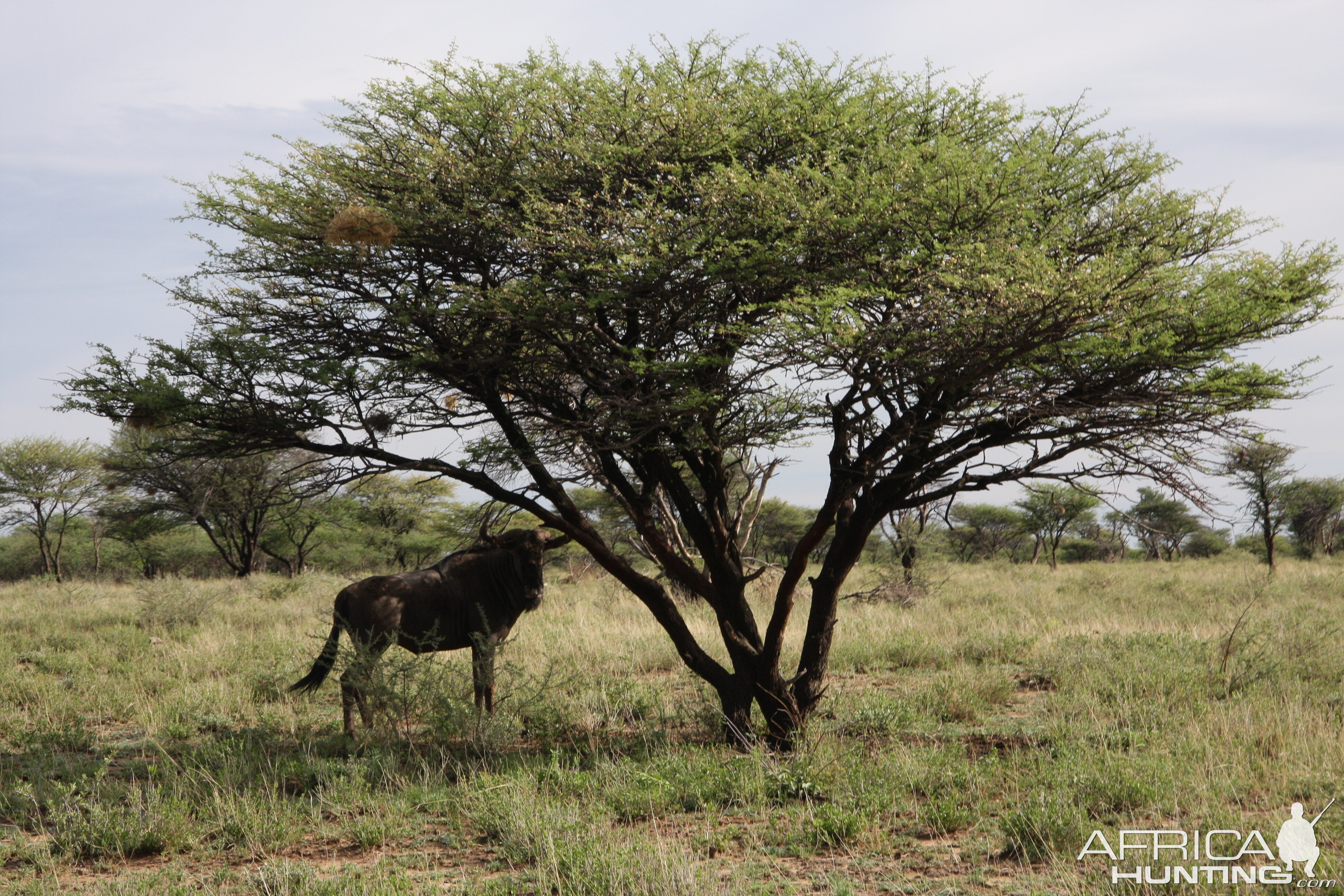 Blue Wildebeest Namibia