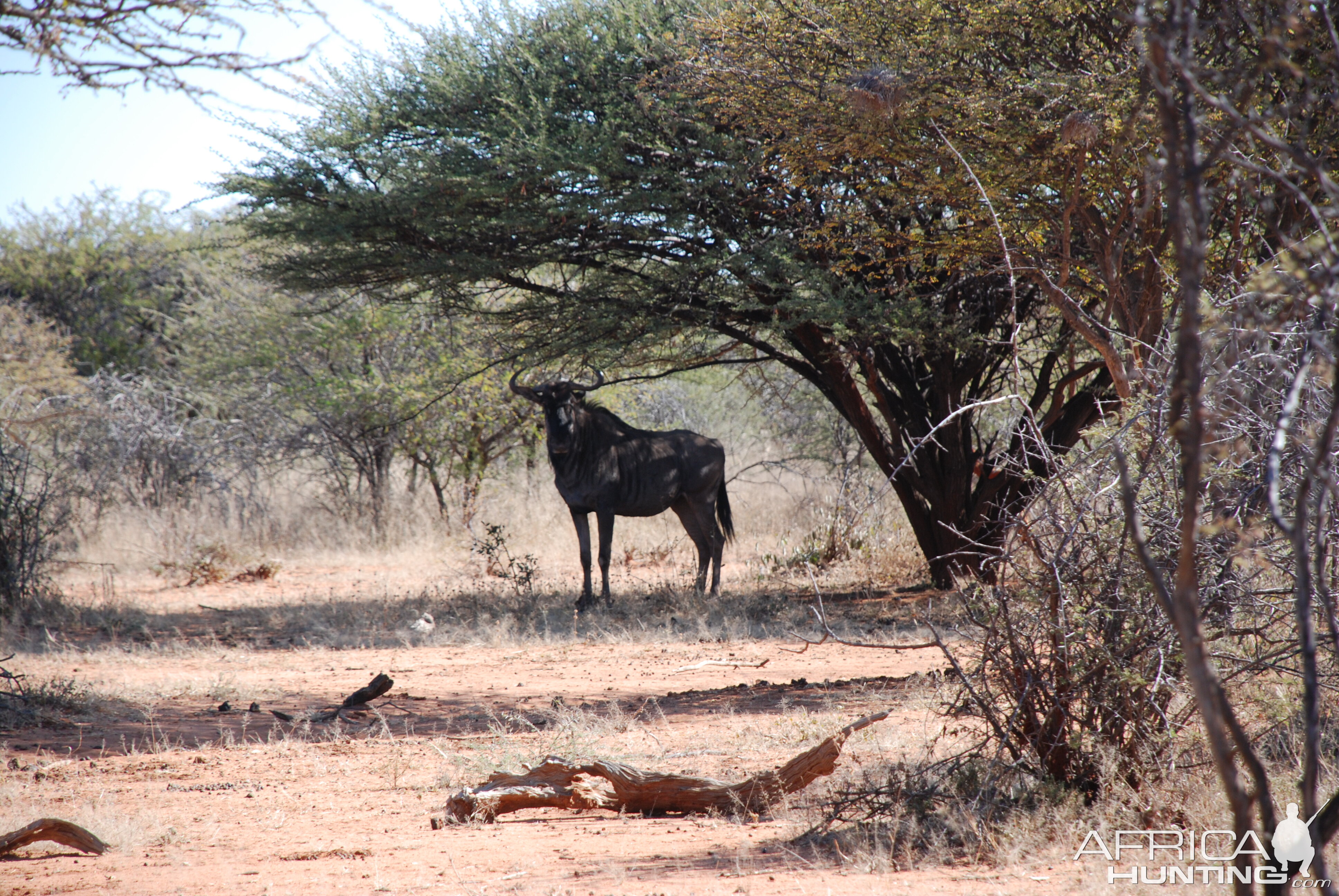 Blue Wildebeest Namibia