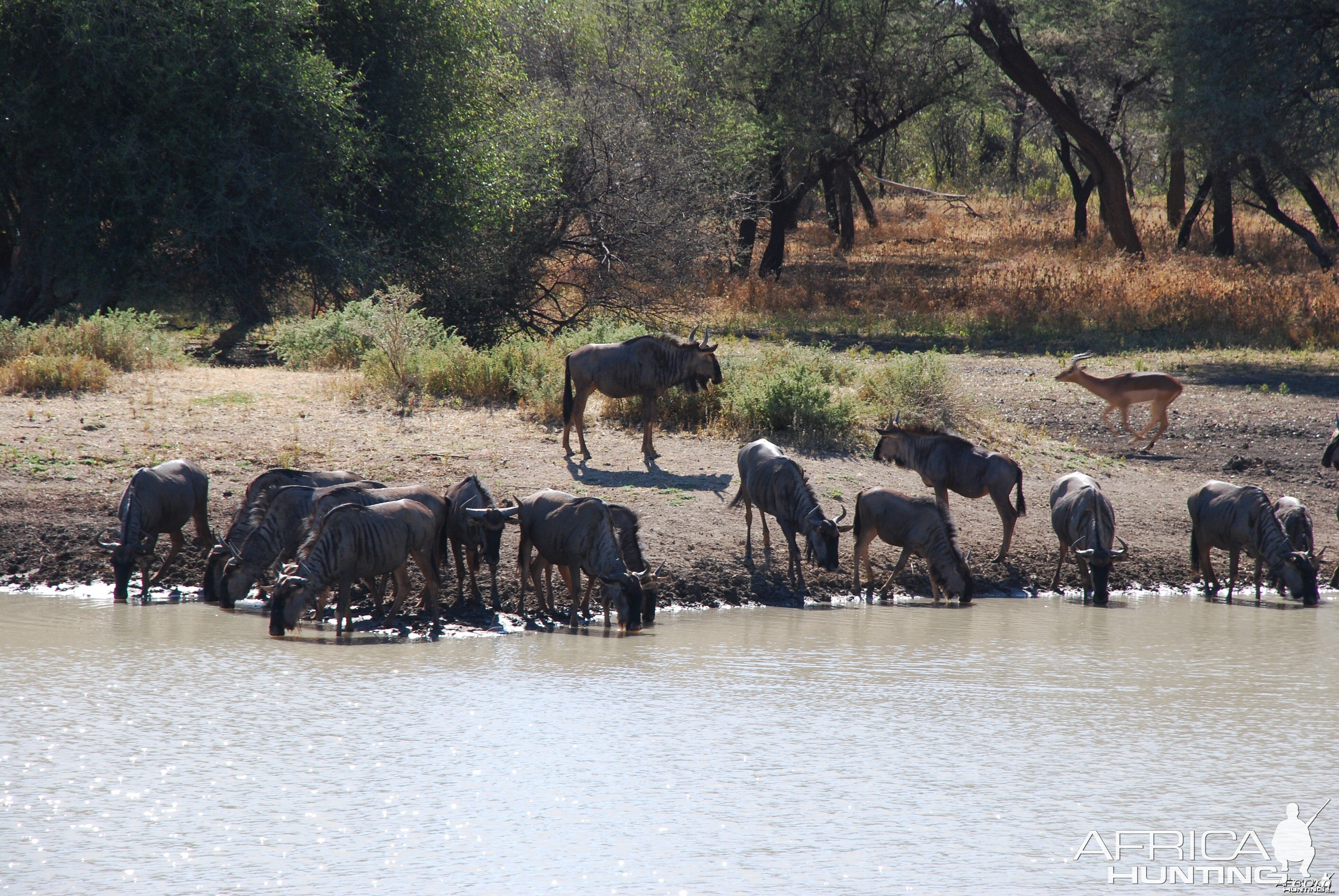 Blue Wildebeest Ozondjahe Hunting Safaris, Namibia