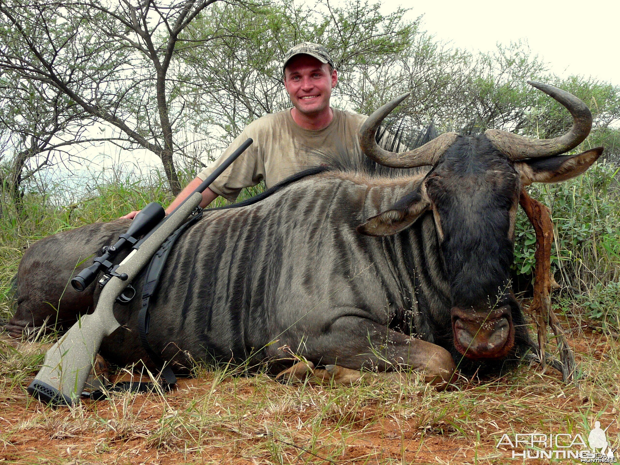 Blue Wildebeest shot near Thabazimbi, South Africa