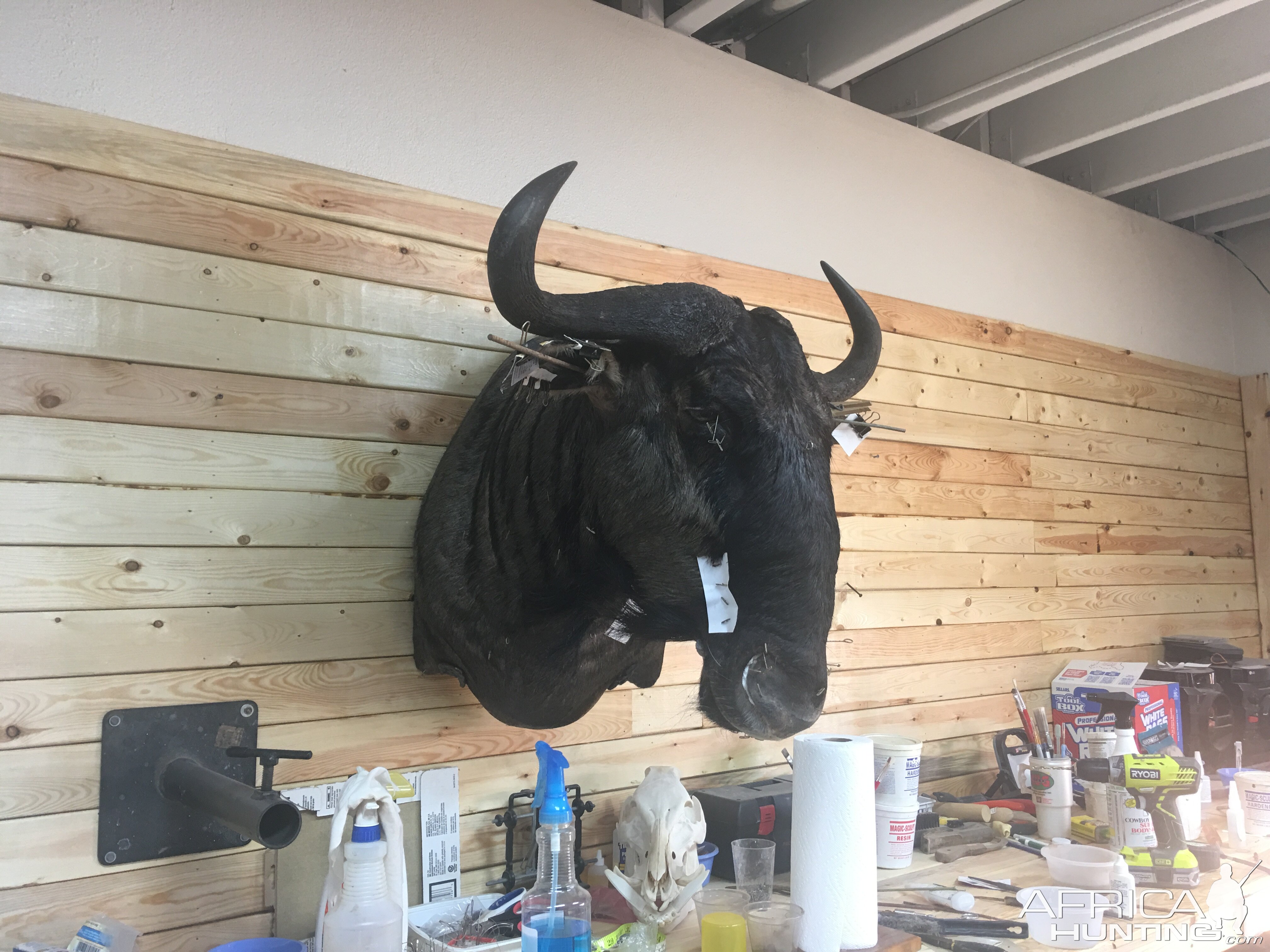 Blue WIldebeest Shoulder Mount Pedestal Taxidermy Process