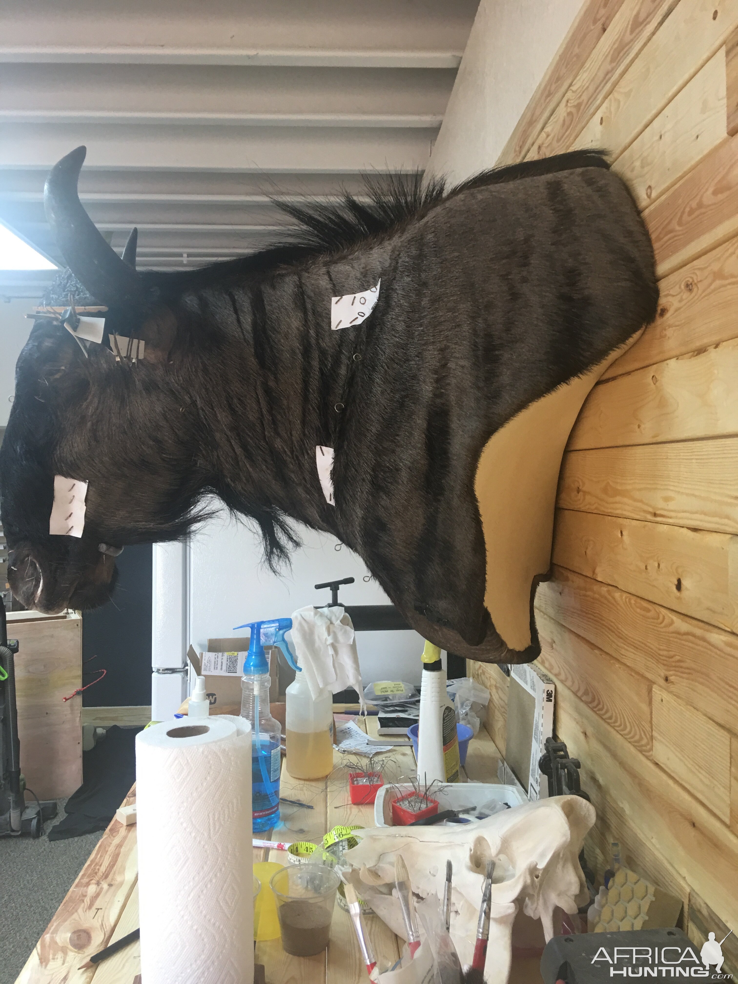 Blue WIldebeest Shoulder Mount Pedestal Taxidermy Process