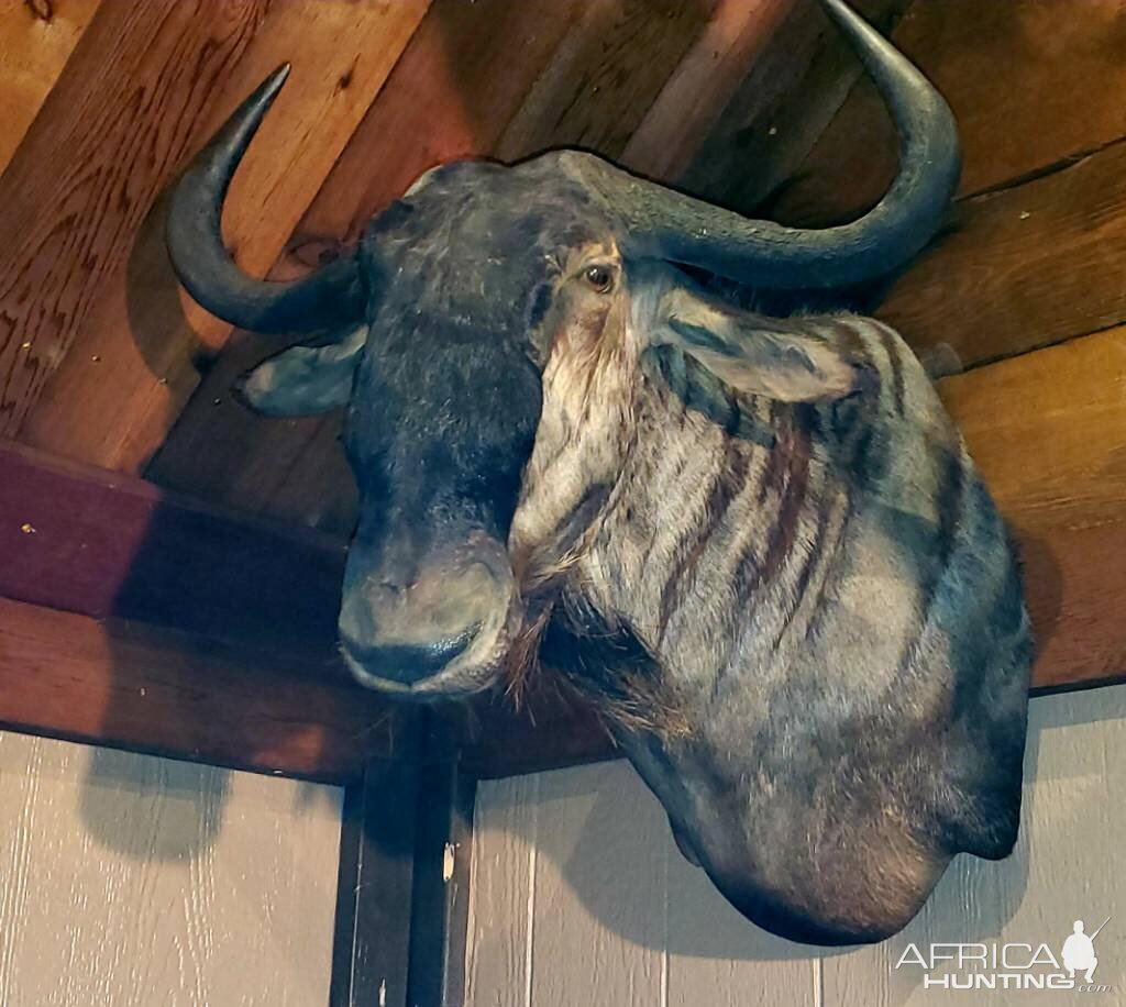 Blue Wildebeest Shoulder Mount Taxidermy