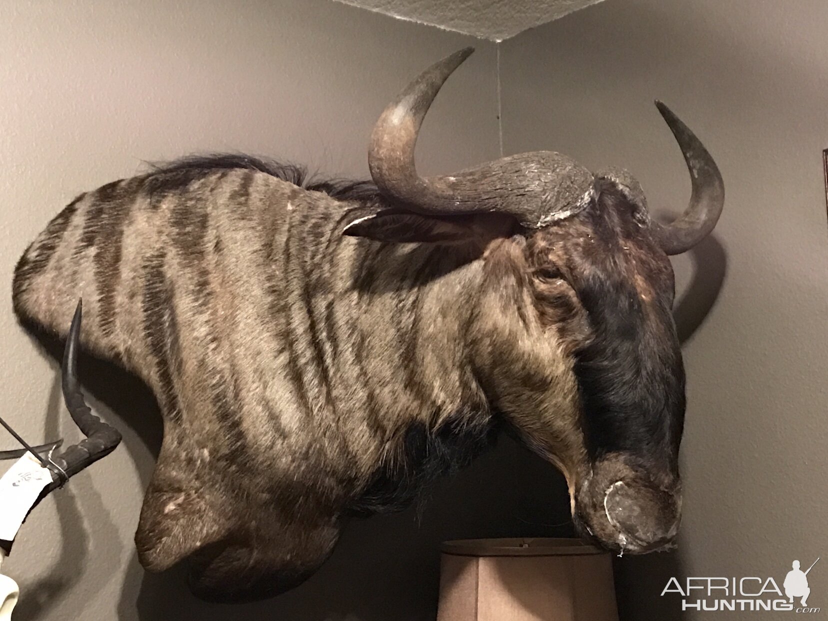 Blue Wildebeest Shoulder Mount Taxidermy