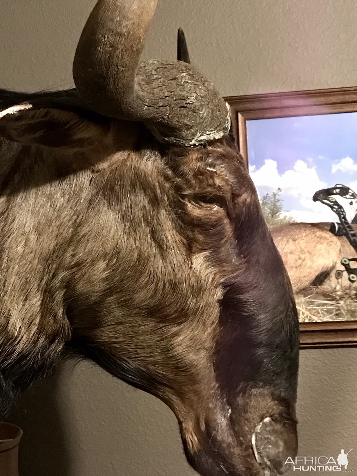 Blue Wildebeest Shoulder Mount Taxidermy