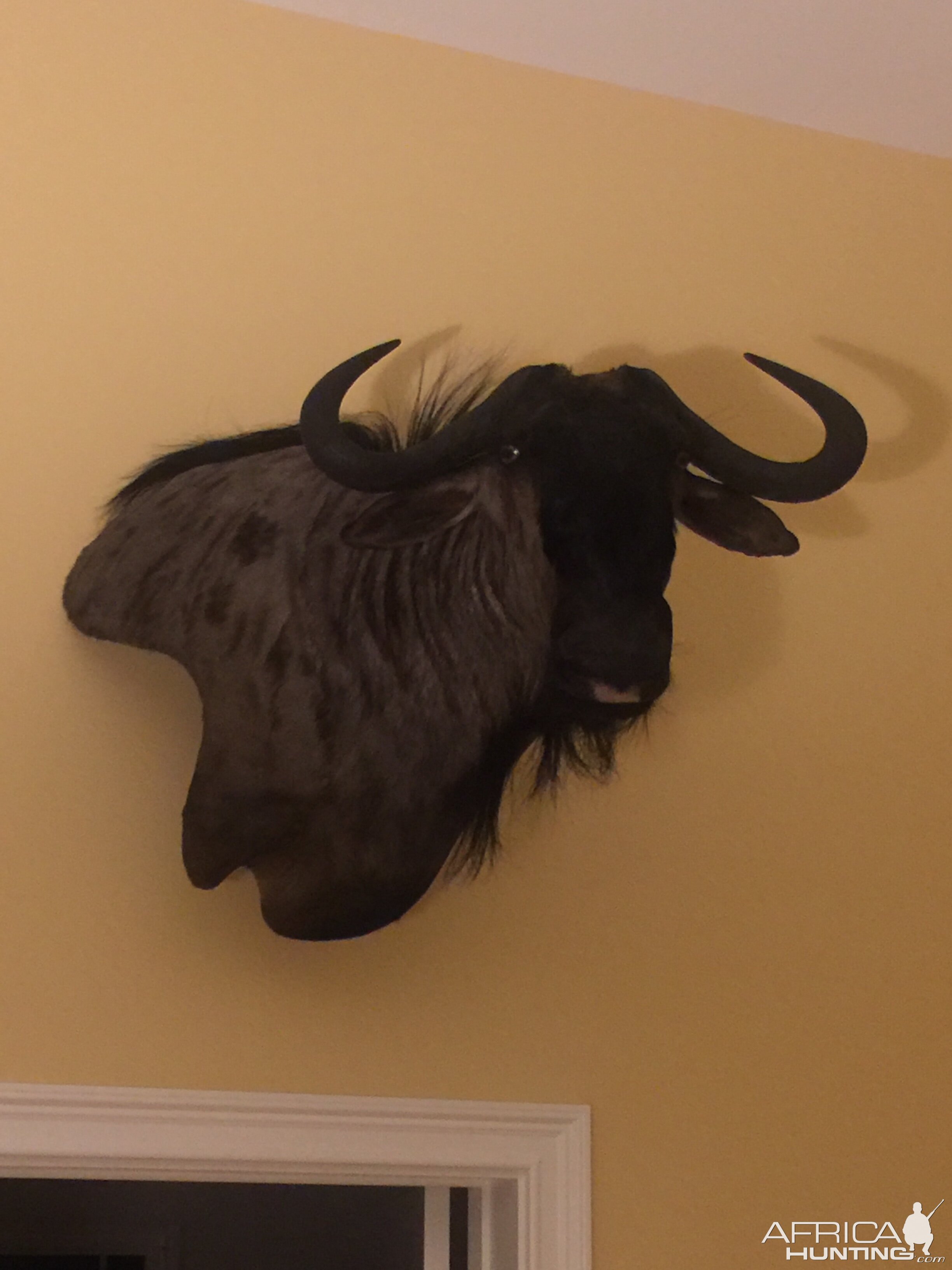 Blue Wildebeest Shoulder Mount Taxidermy | AfricaHunting.com