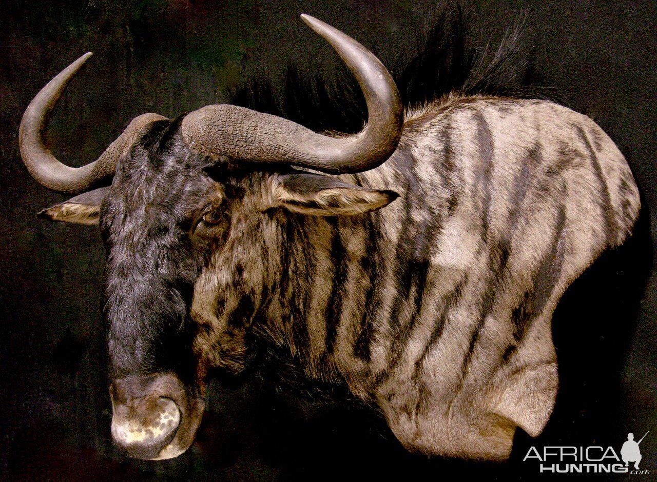 Blue Wildebeest Shoulder Mount Taxidermy