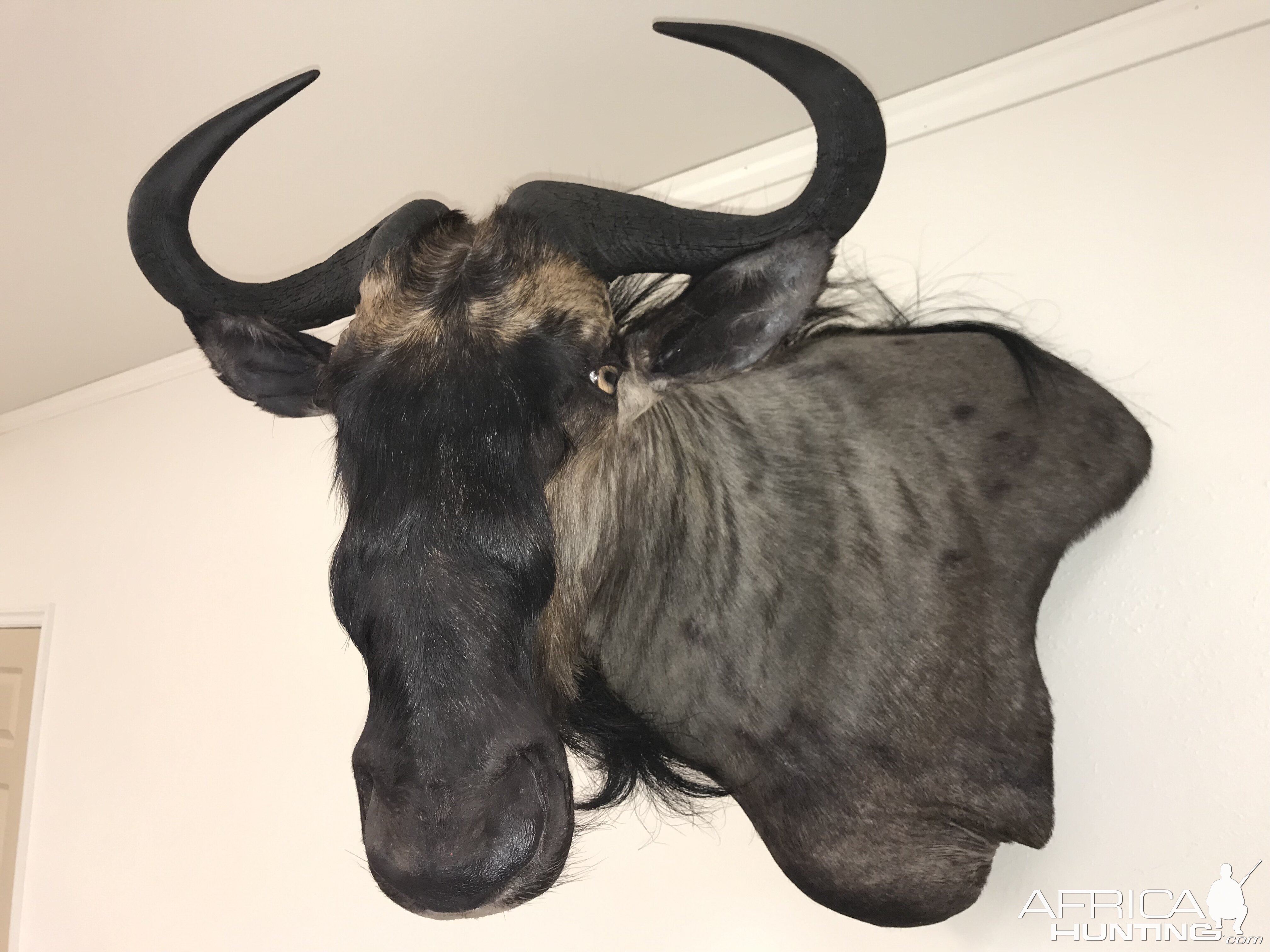 Blue Wildebeest Shoulder Mount Taxidermy