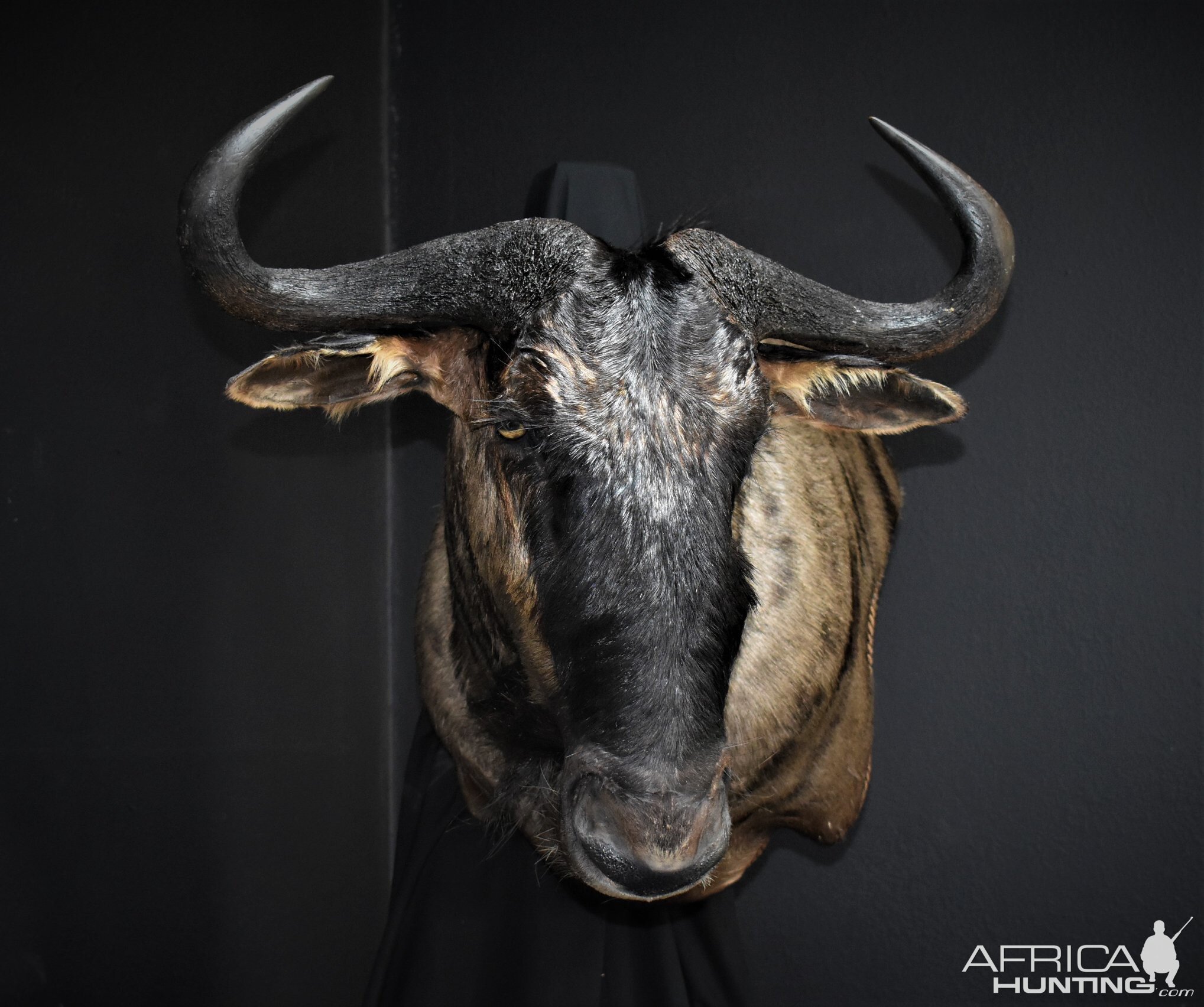 Blue Wildebeest Shoulder Mount Taxidermy