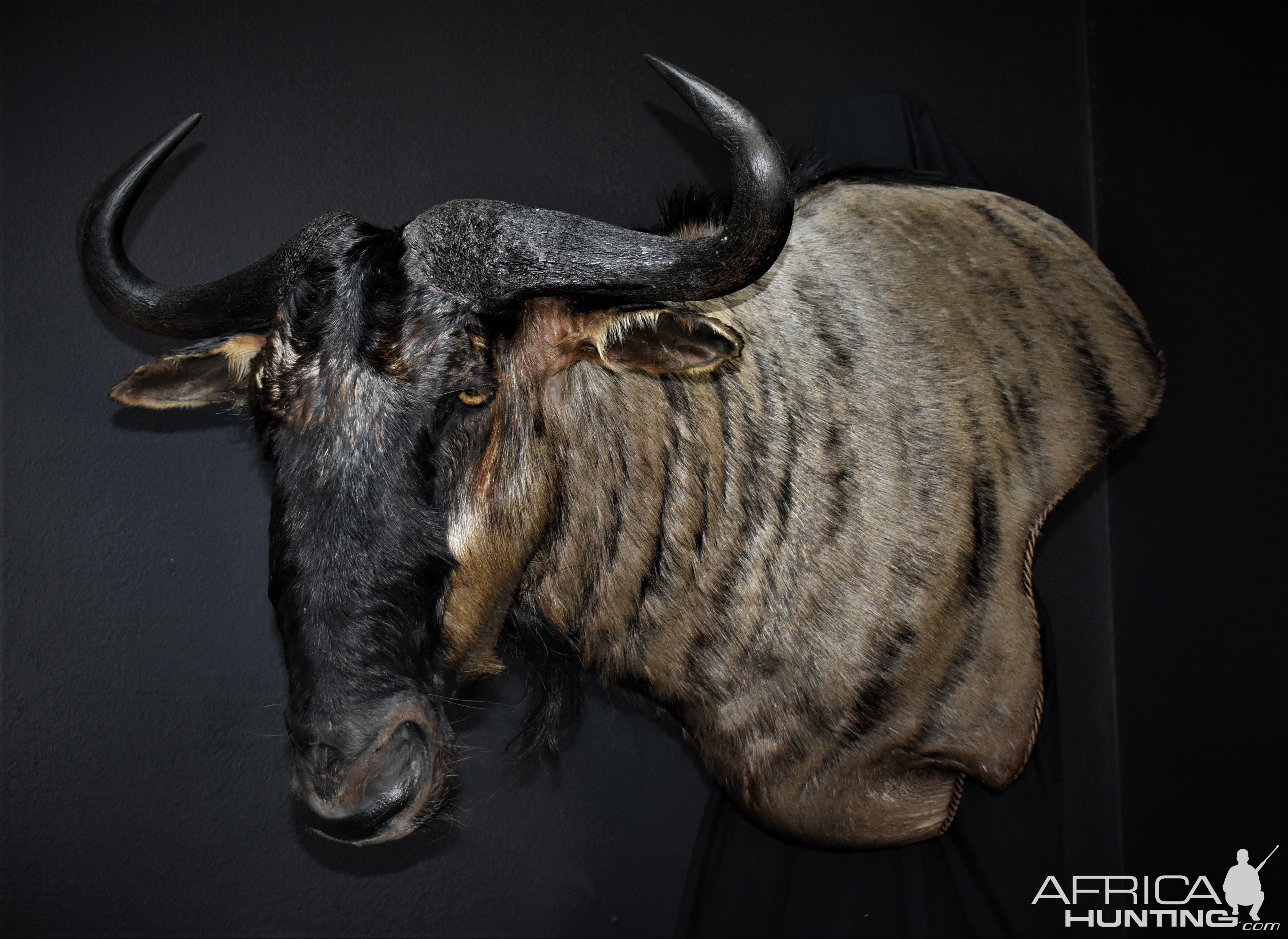 Blue Wildebeest Shoulder Mount Wall Pedestal Taxidermy